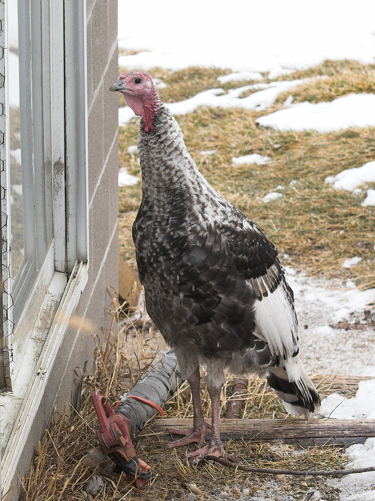 New visitor possibly Narragansett