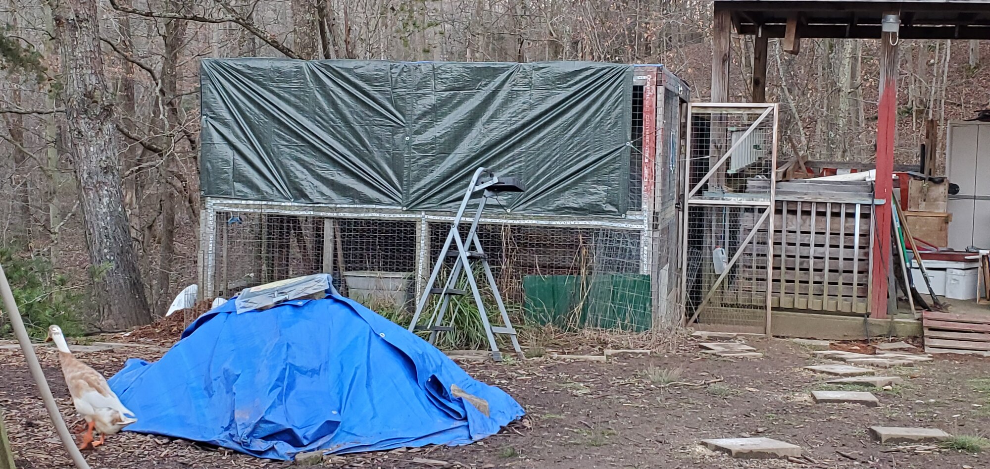 New winter roof for the duck-run