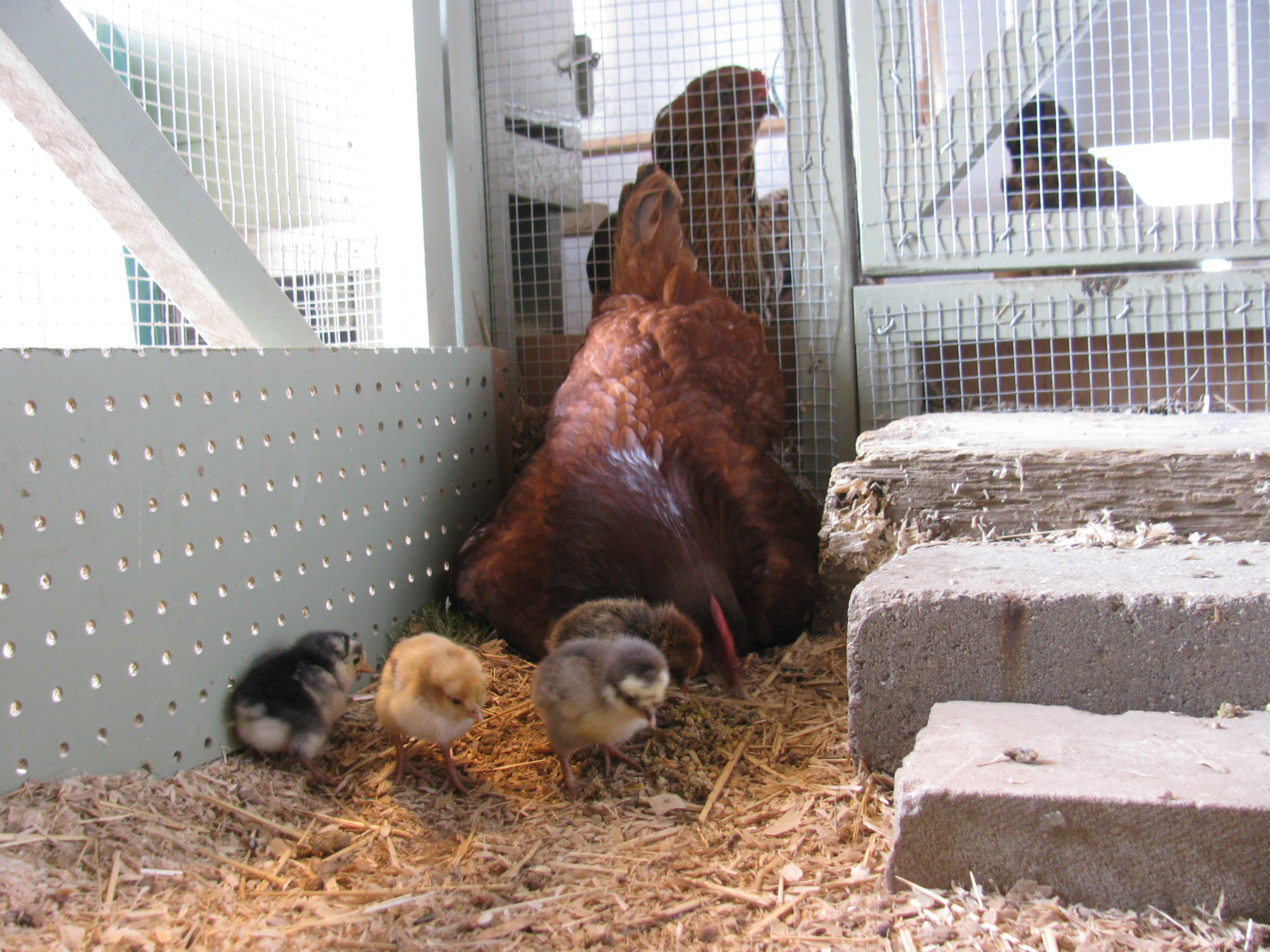 New Year's Day
Babies out for some grub.
Notice the spectators behind.