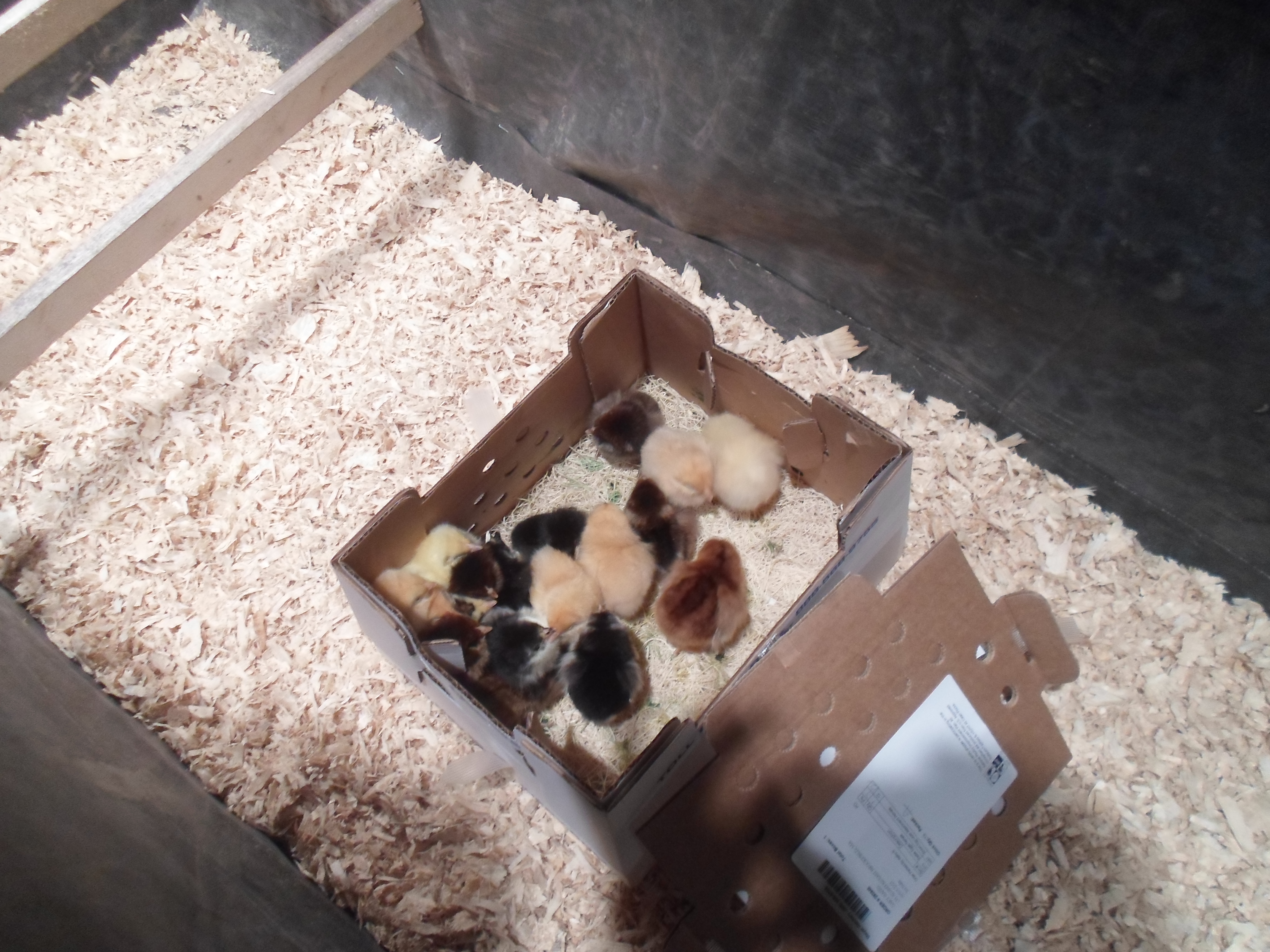 newbies  are  home!!!!  Ordered  from  Meyers  Hatchery