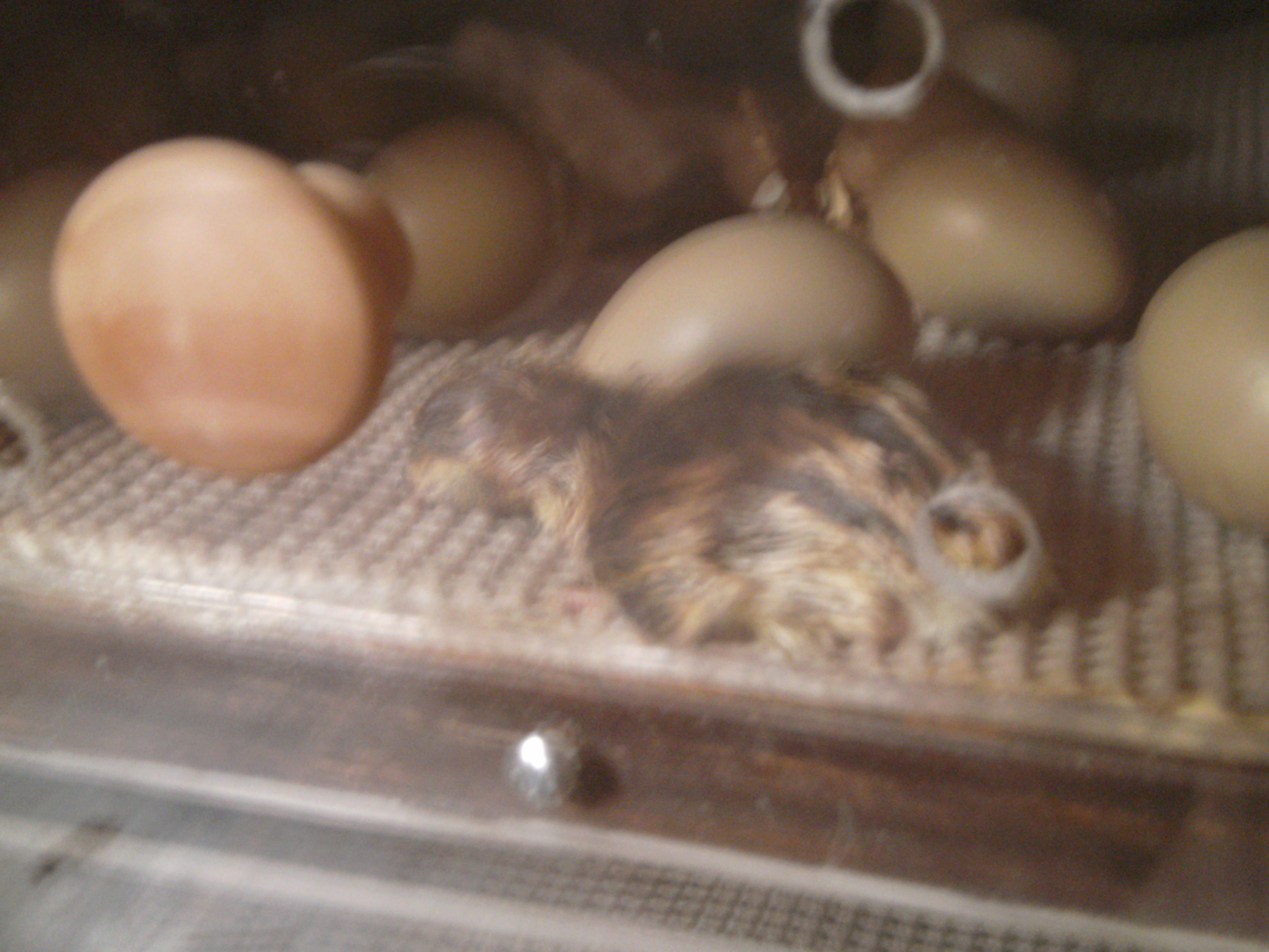 newborn ringneck pheasant