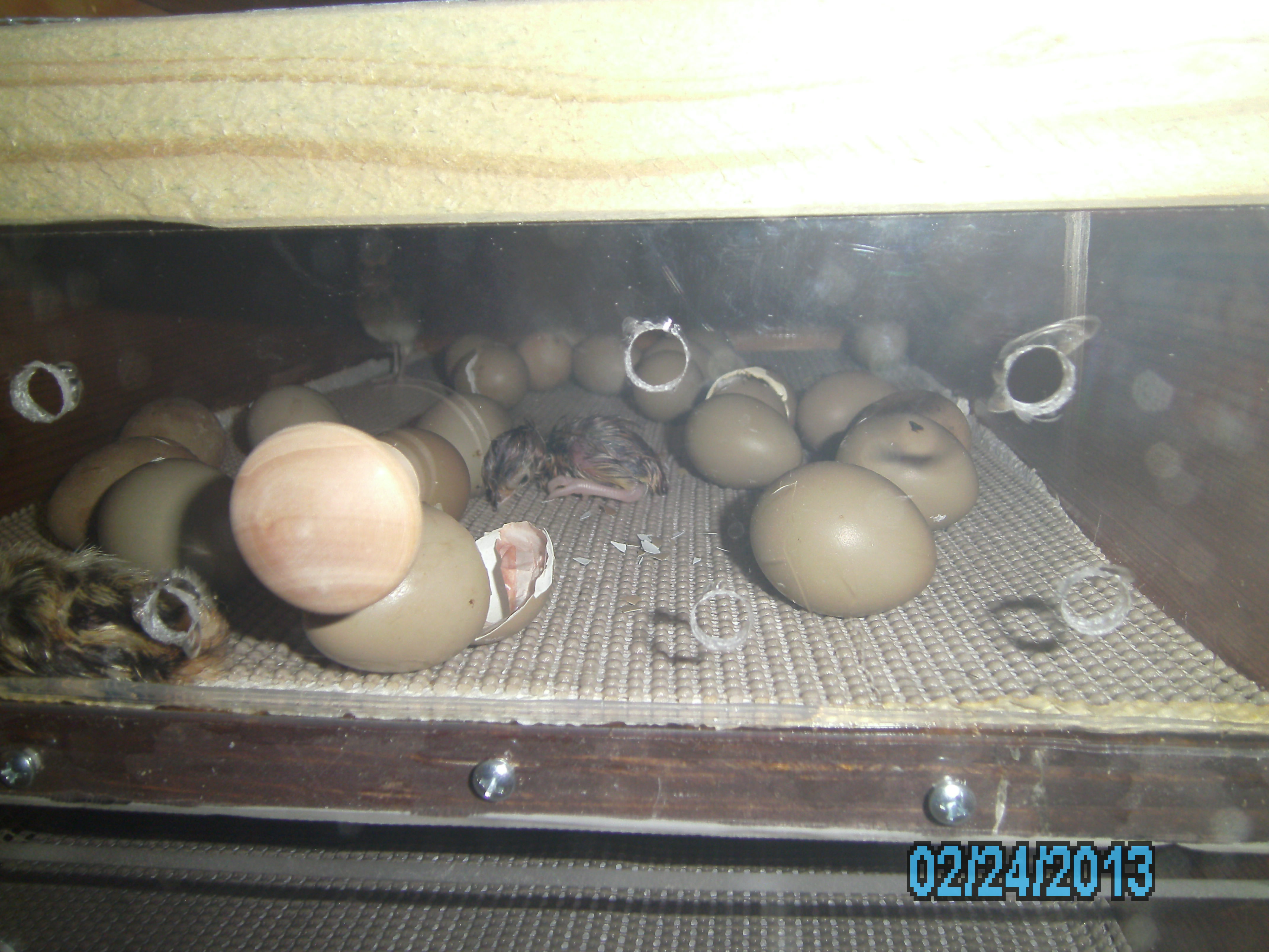 newborn ringneck pheasant