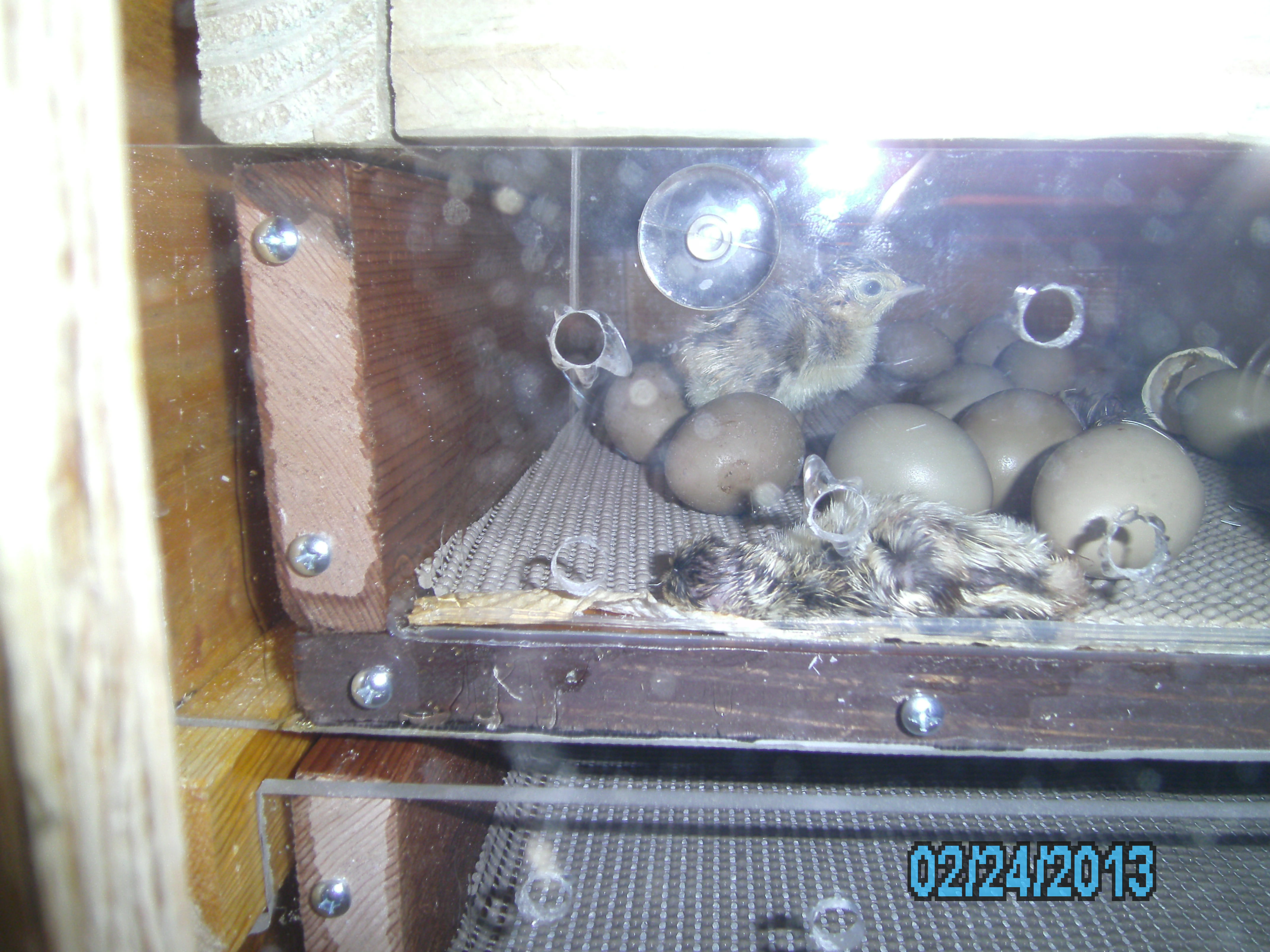 newborn ringneck pheasant