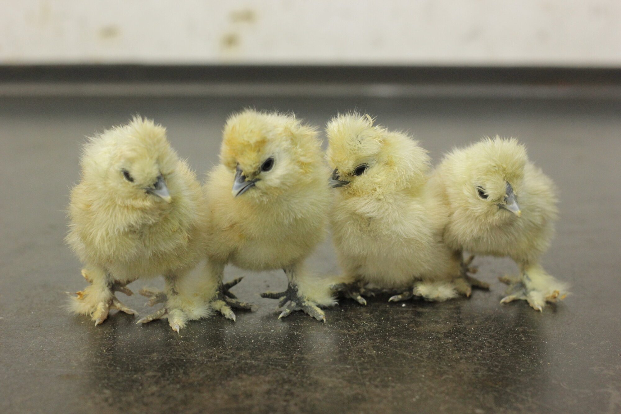 newborn Silkie chicks