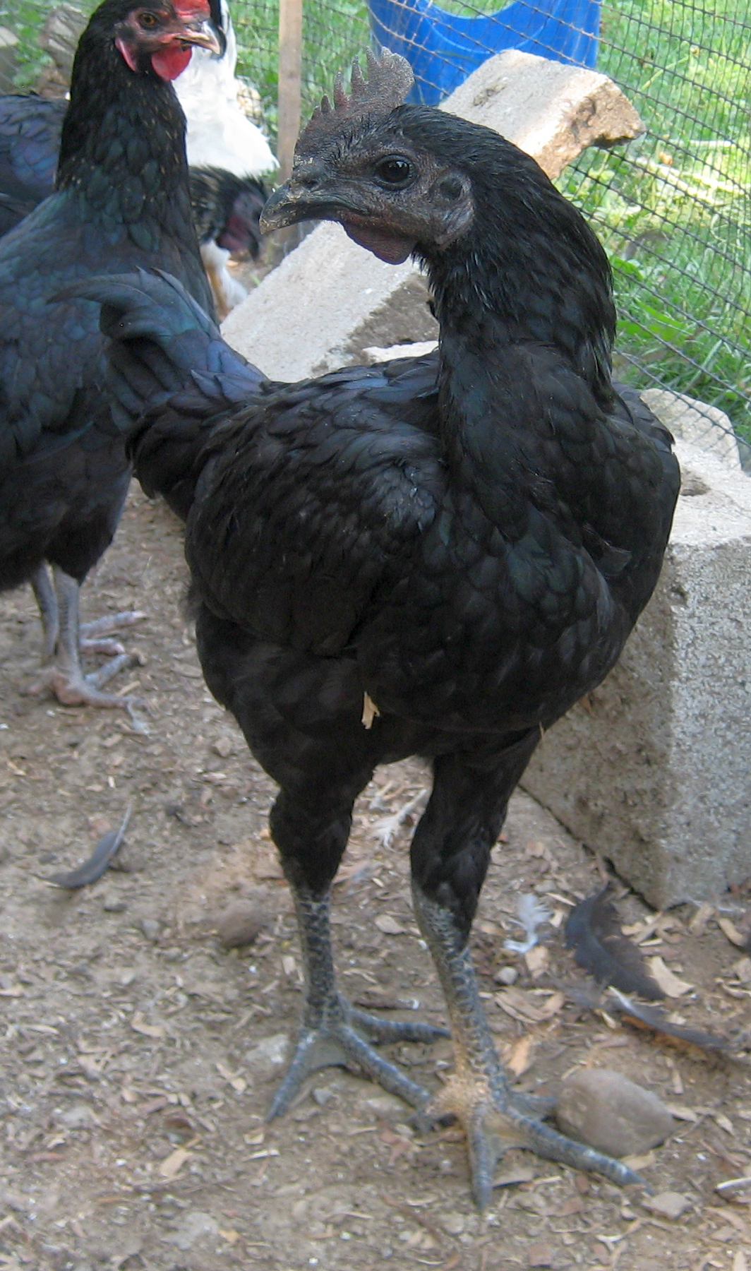 newest addition to my flock, dunno the breed, but he's all black
