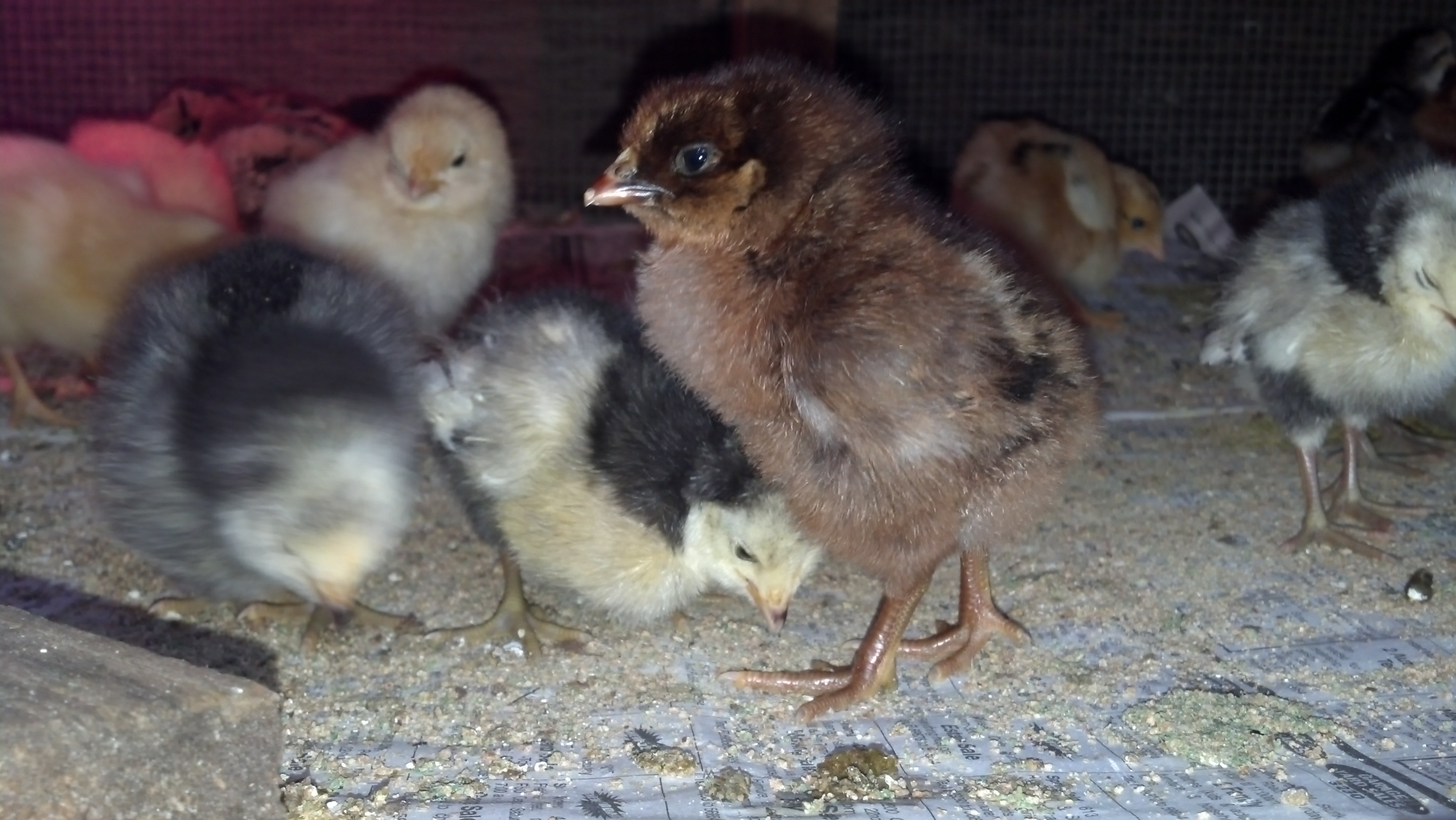 Newest addition to my flock...received on 5/27/2013