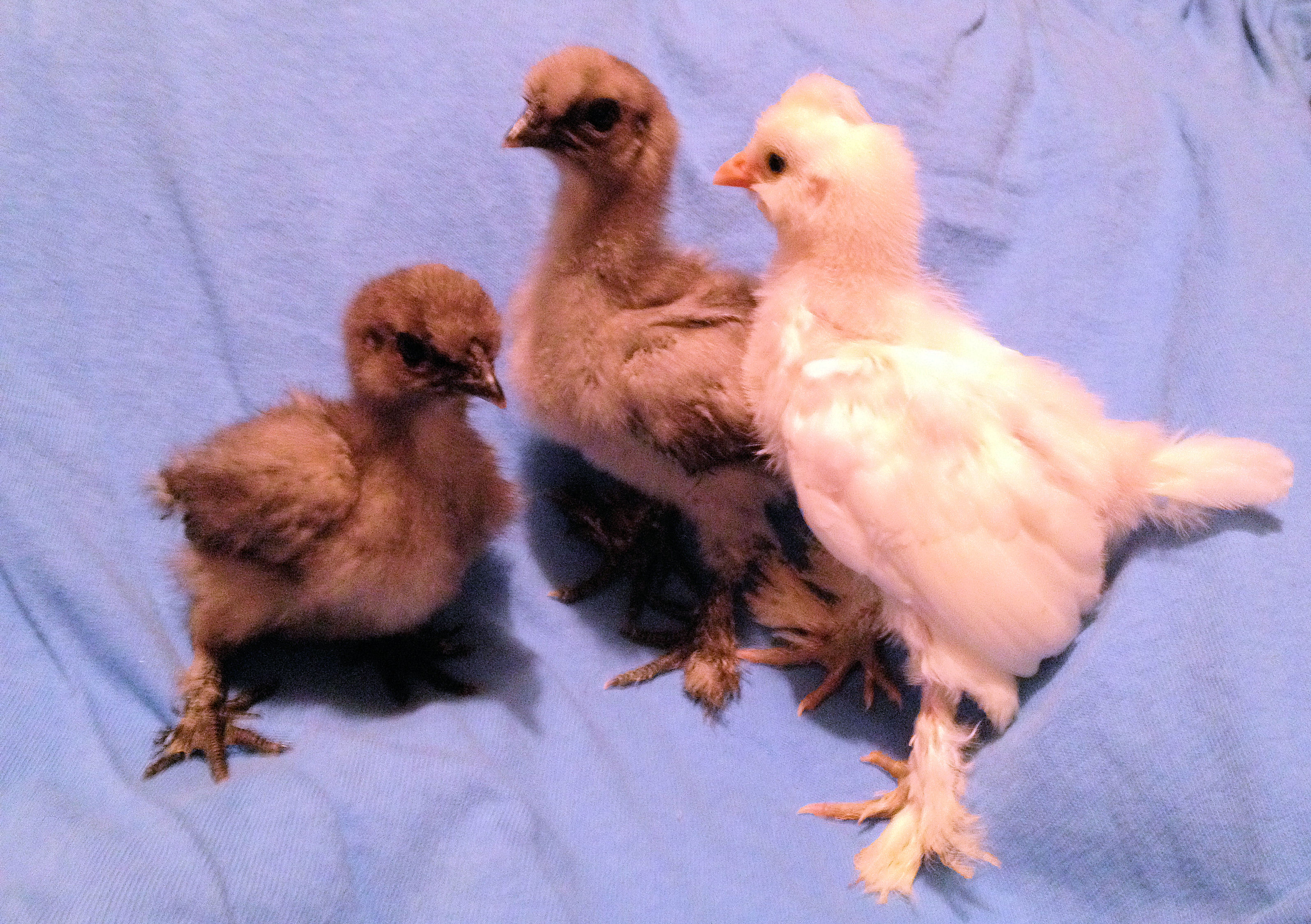 Newest Babies Storm, Rain And Khaleesi - 8 Days Old Today! Blue Silkies and Khaleesi is a Sultan (5 photos) 6-11-14