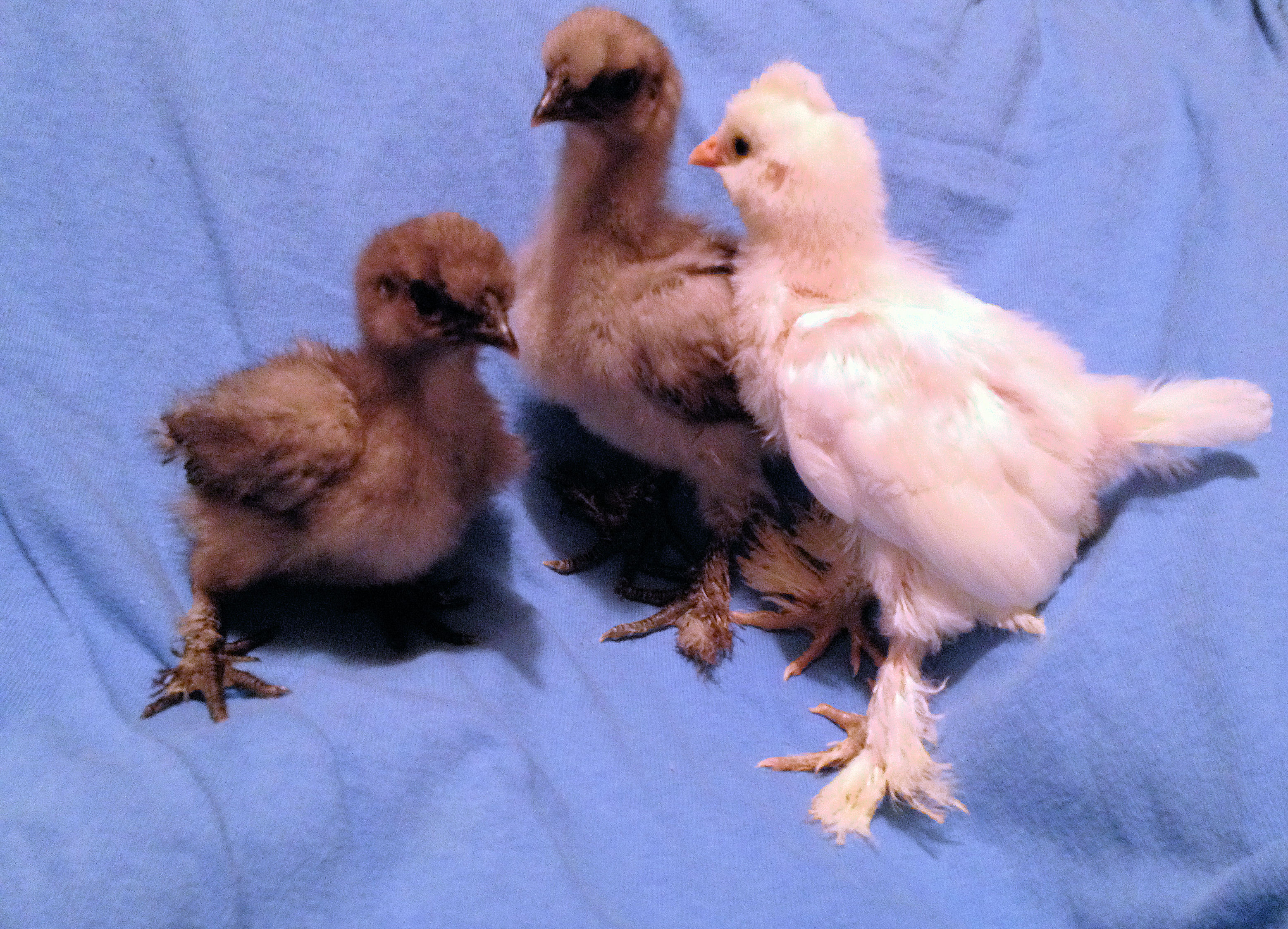 Newest Babies Storm, Rain And Khaleesi - 8 Days Old Today! Blue Silkies and Khaleesi is a Sultan (5 photos)