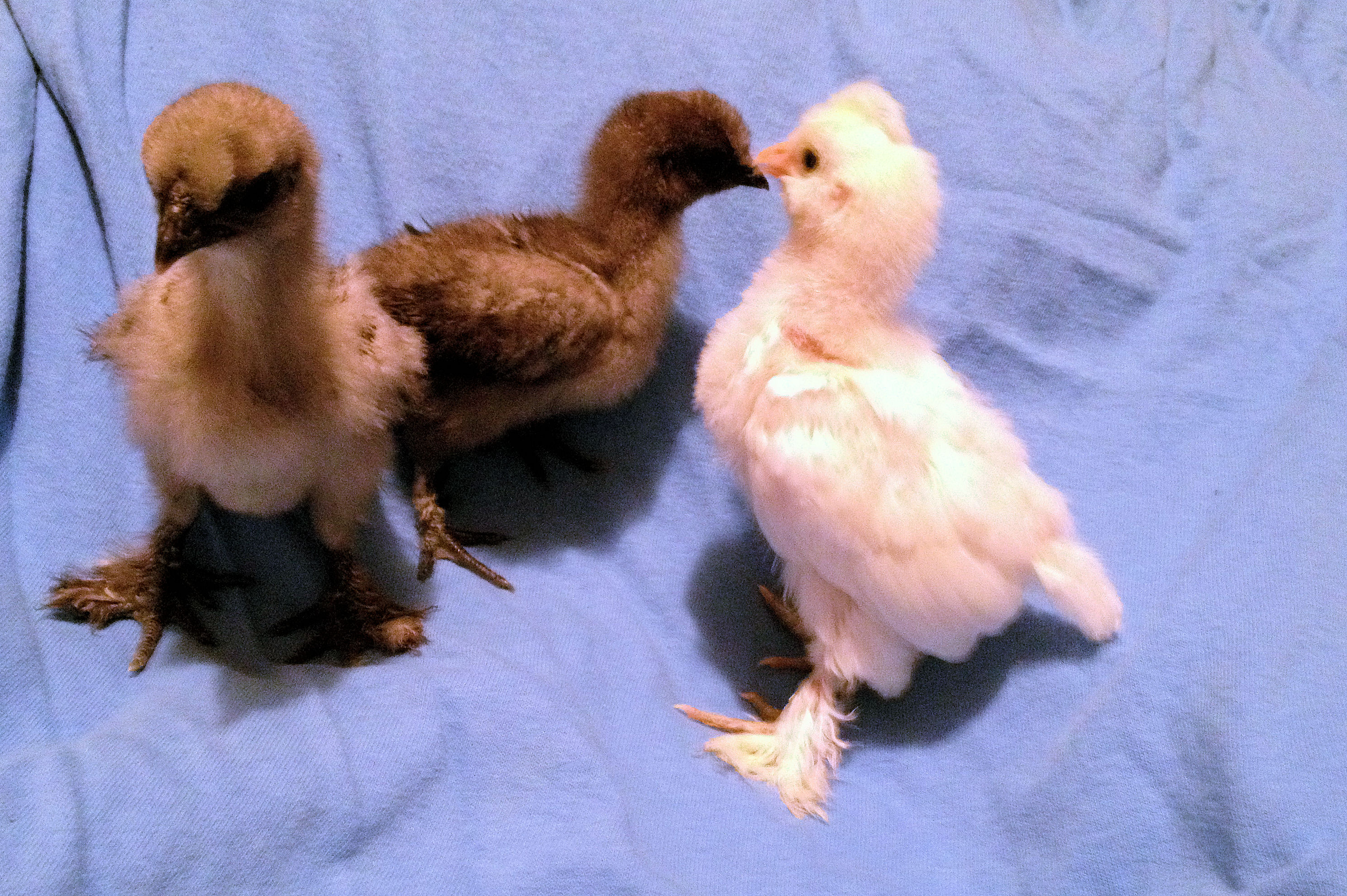 Newest Babies Storm, Rain And Khaleesi - 8 Days Old Today! Blue Silkies and Khaleesi is a Sultan (5 photos)