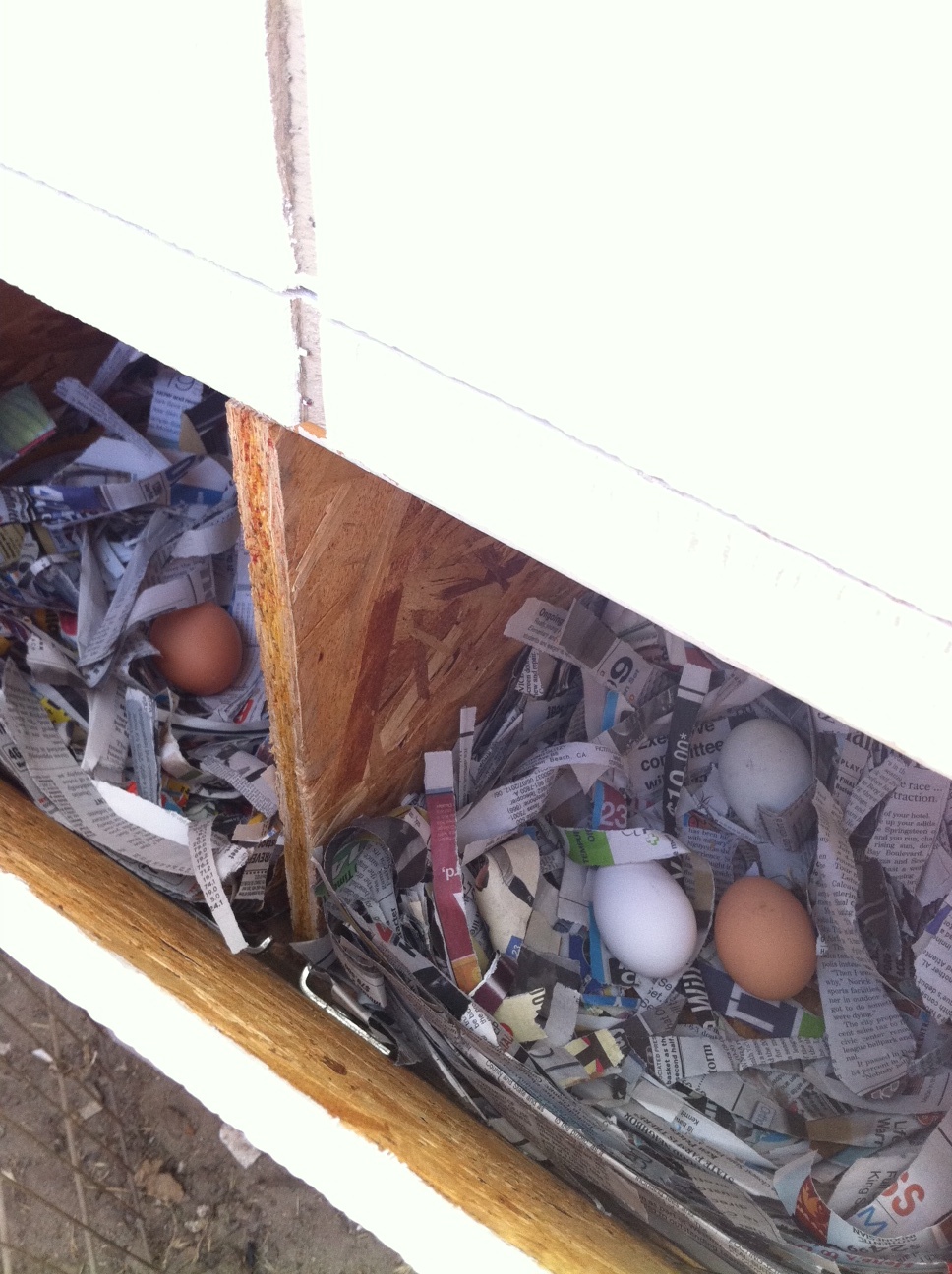 newest eggs in the new nesting boxes
