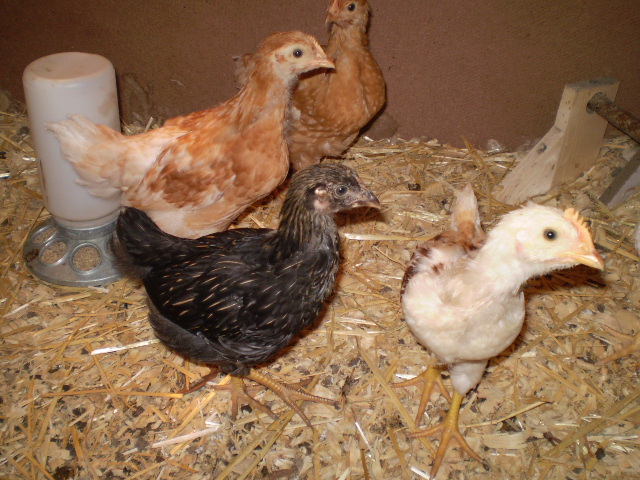 Newest Girls