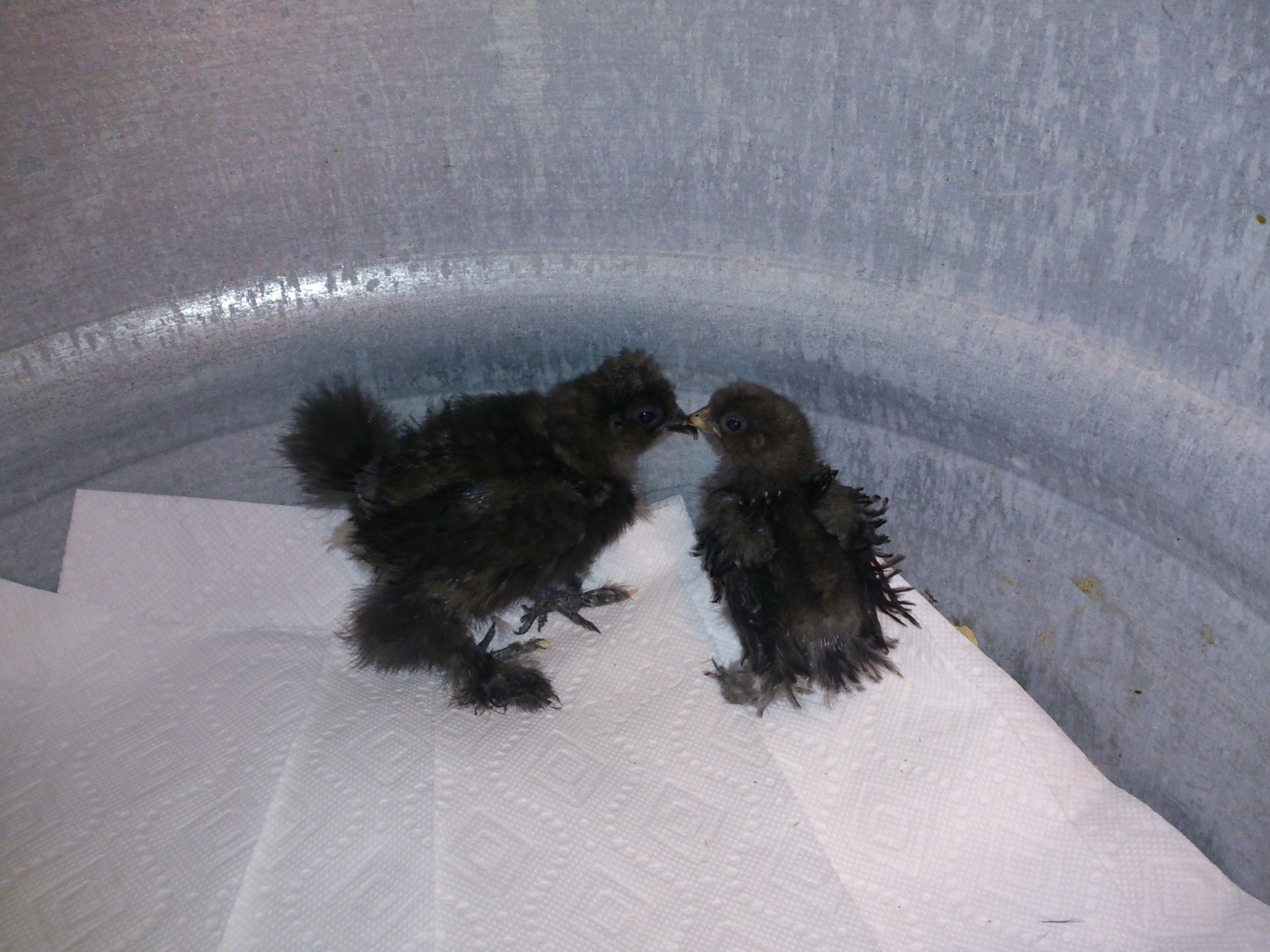 Newest members of my Silkies.