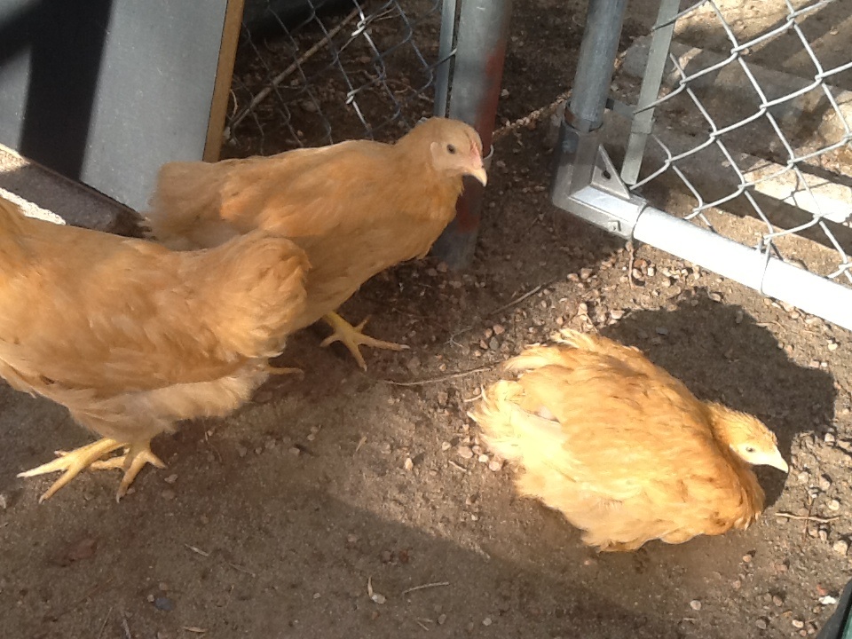 Newest members of the flock