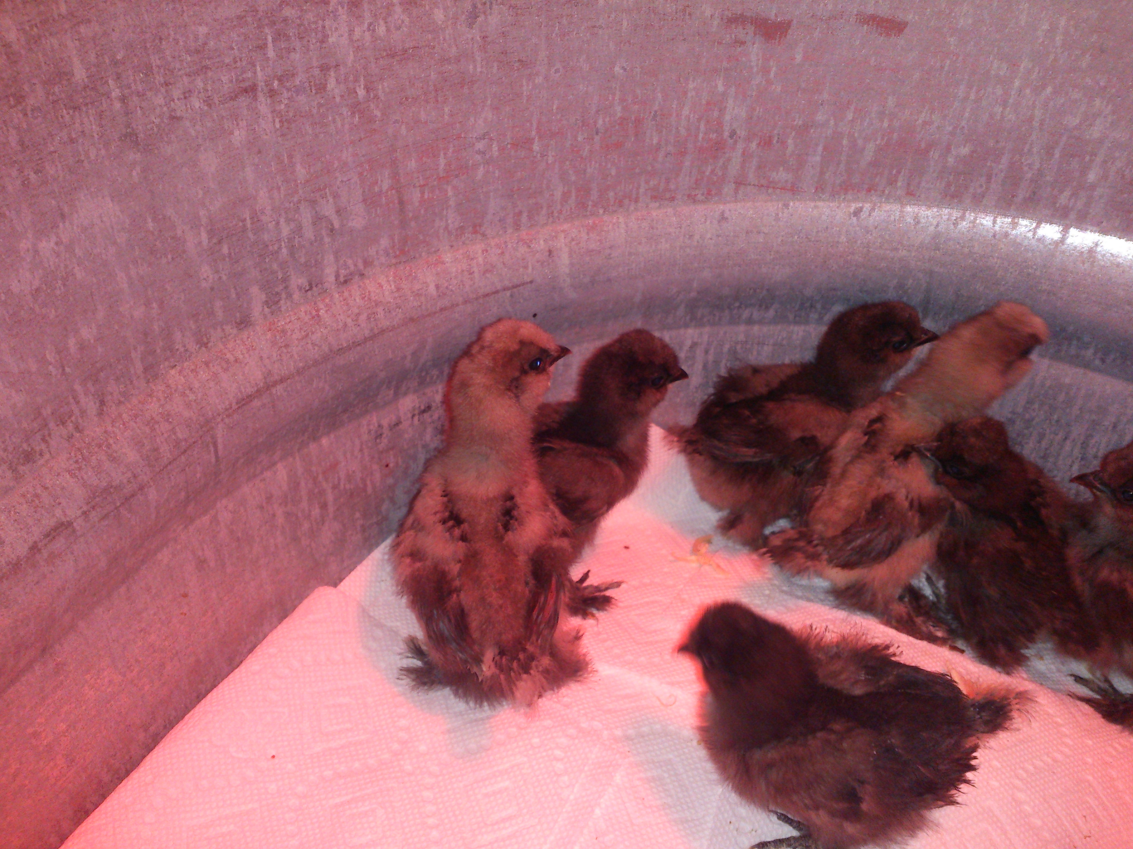 Newest members