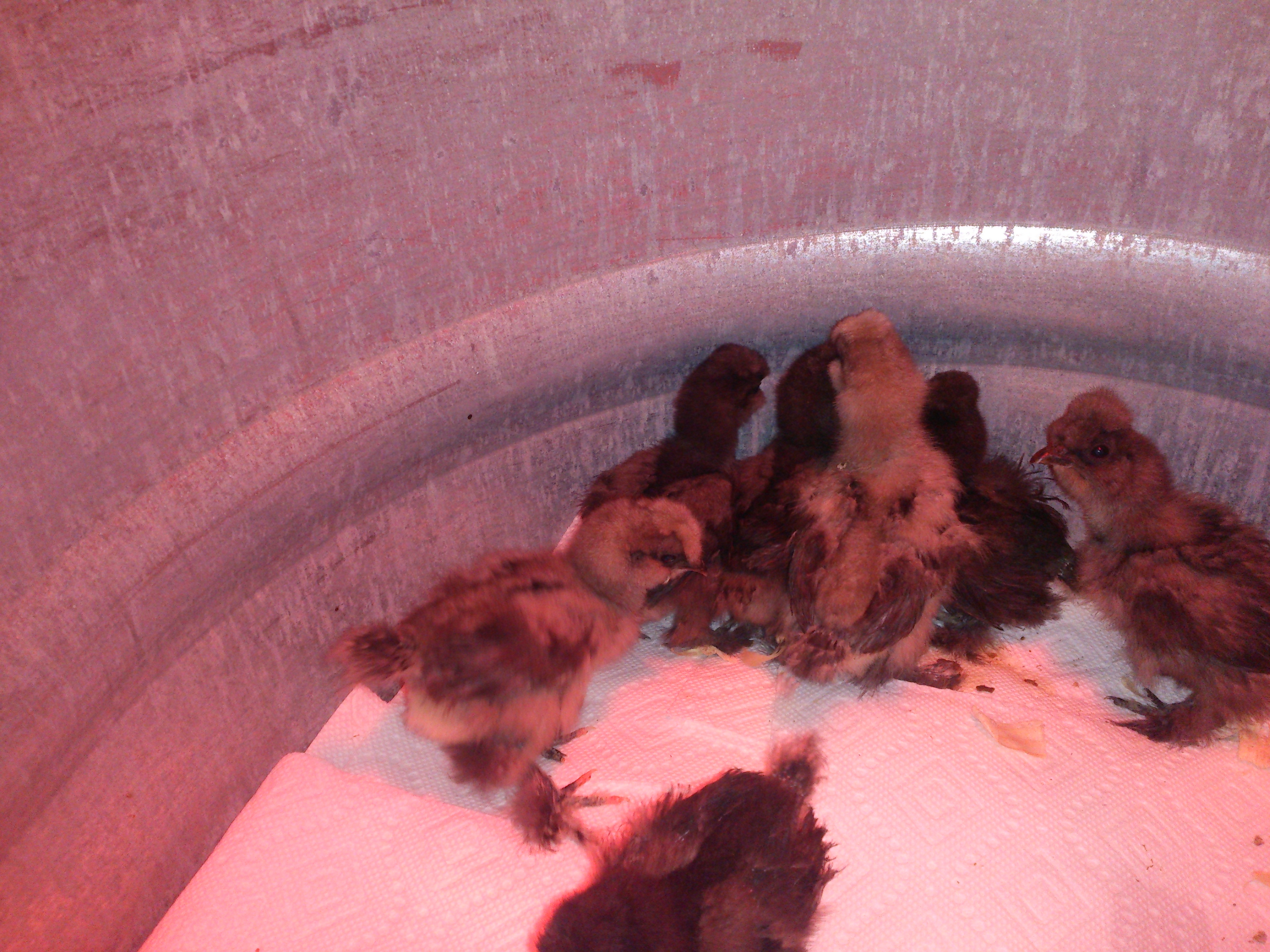 Newest members