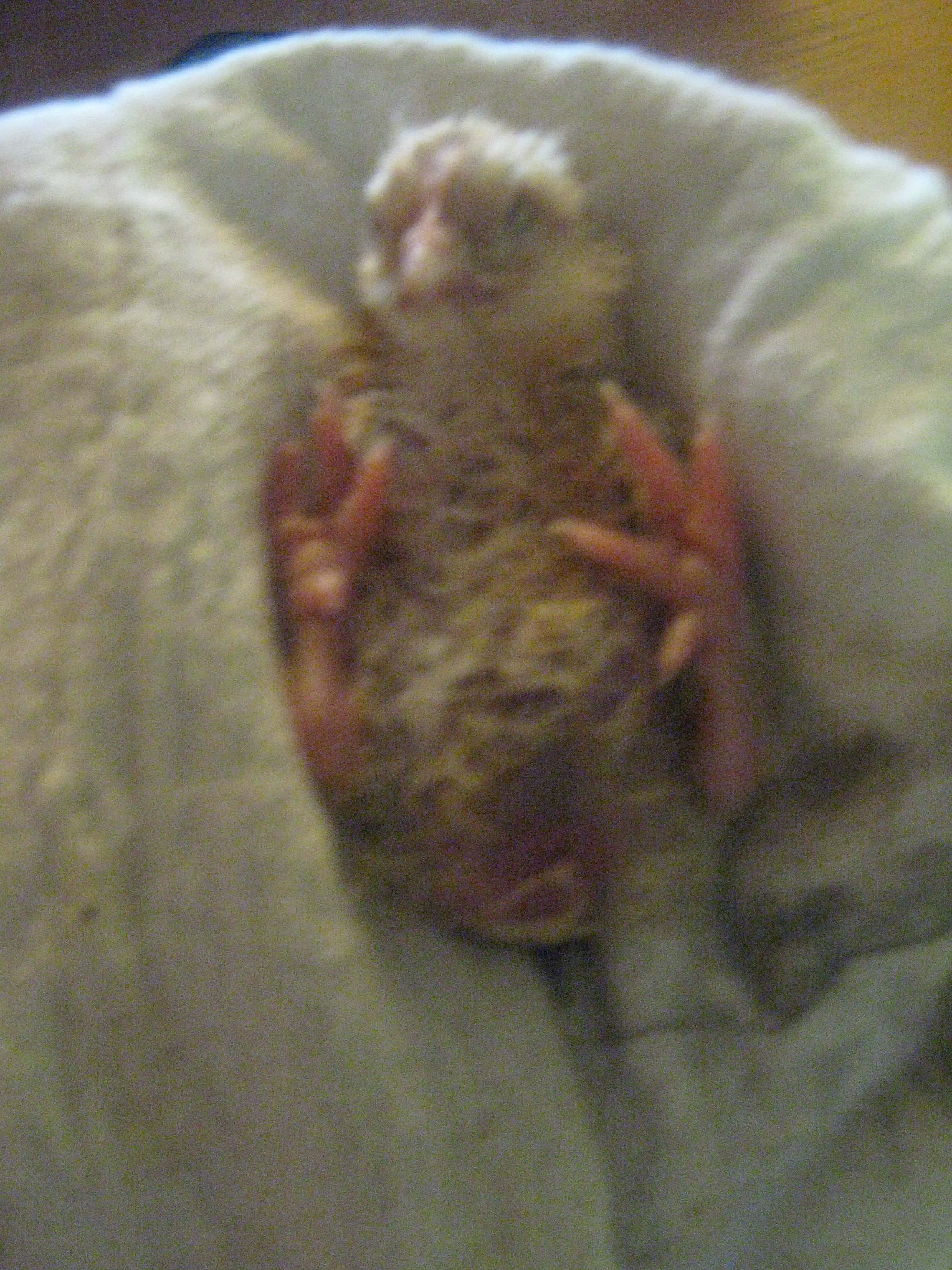 Newly hatched chick with swollen stomach