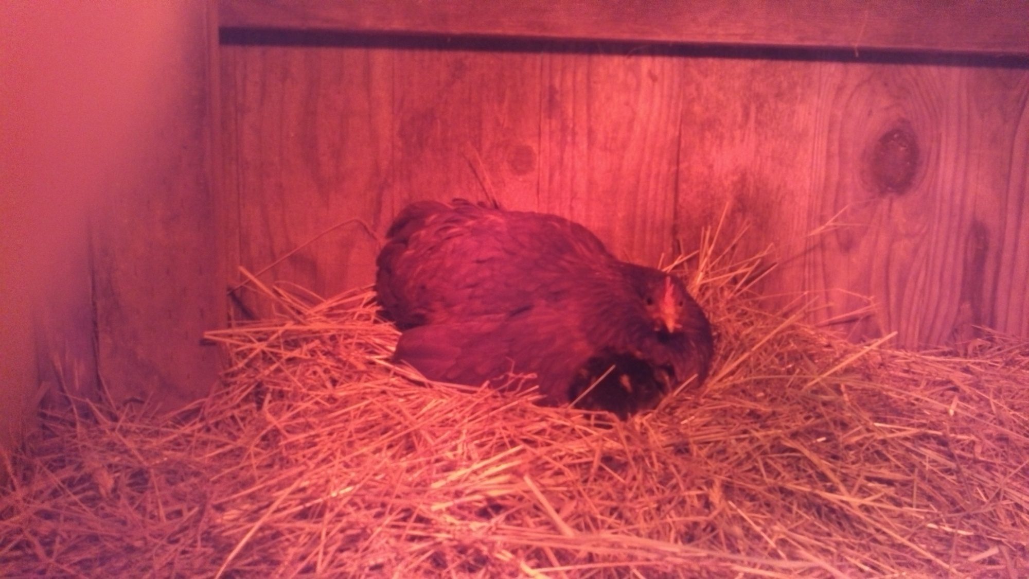 Newly hatched duckling trying to burrow under surrogate mom (Bantam hen).