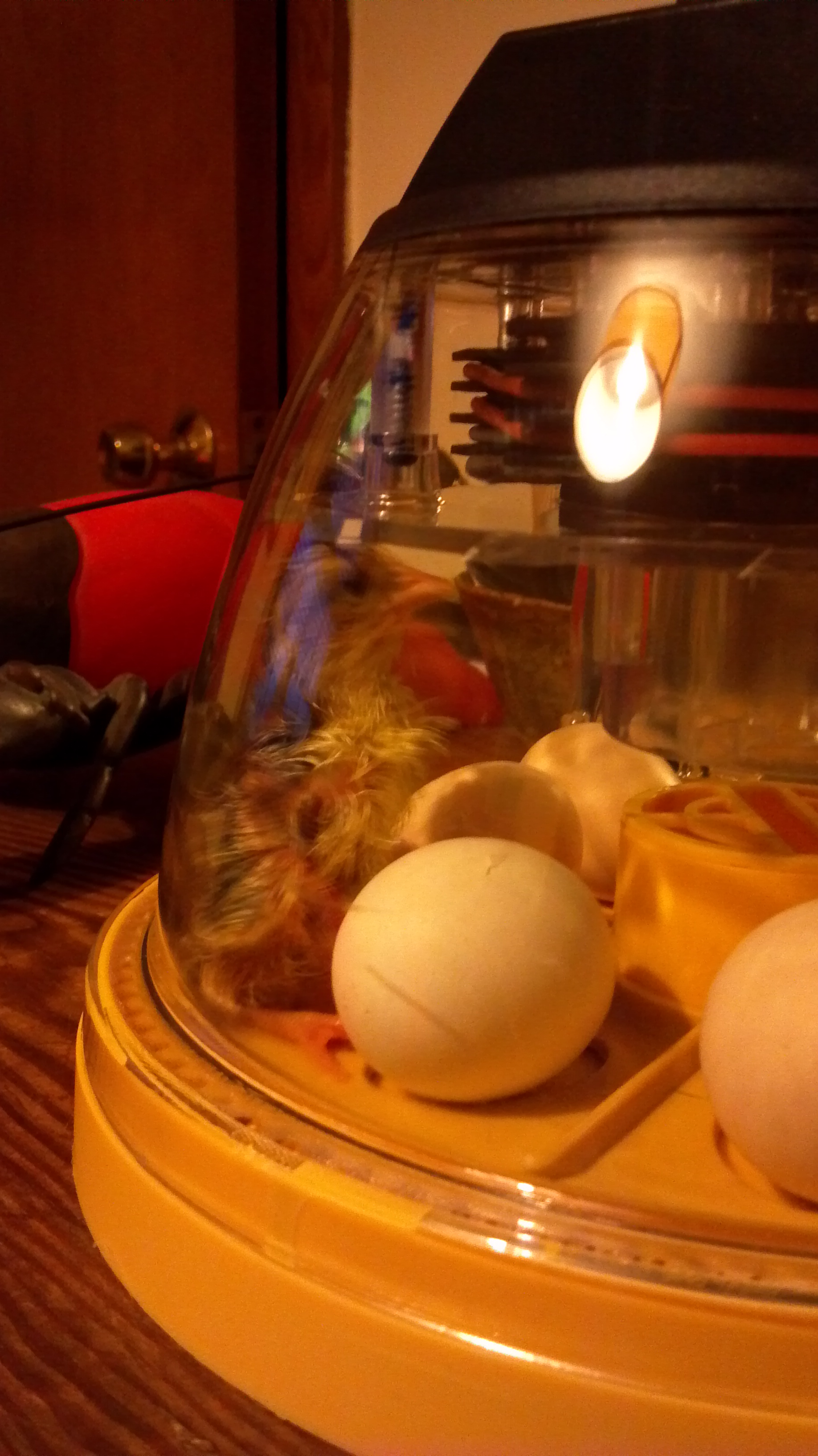 Newly hatched Olandsk dwarf