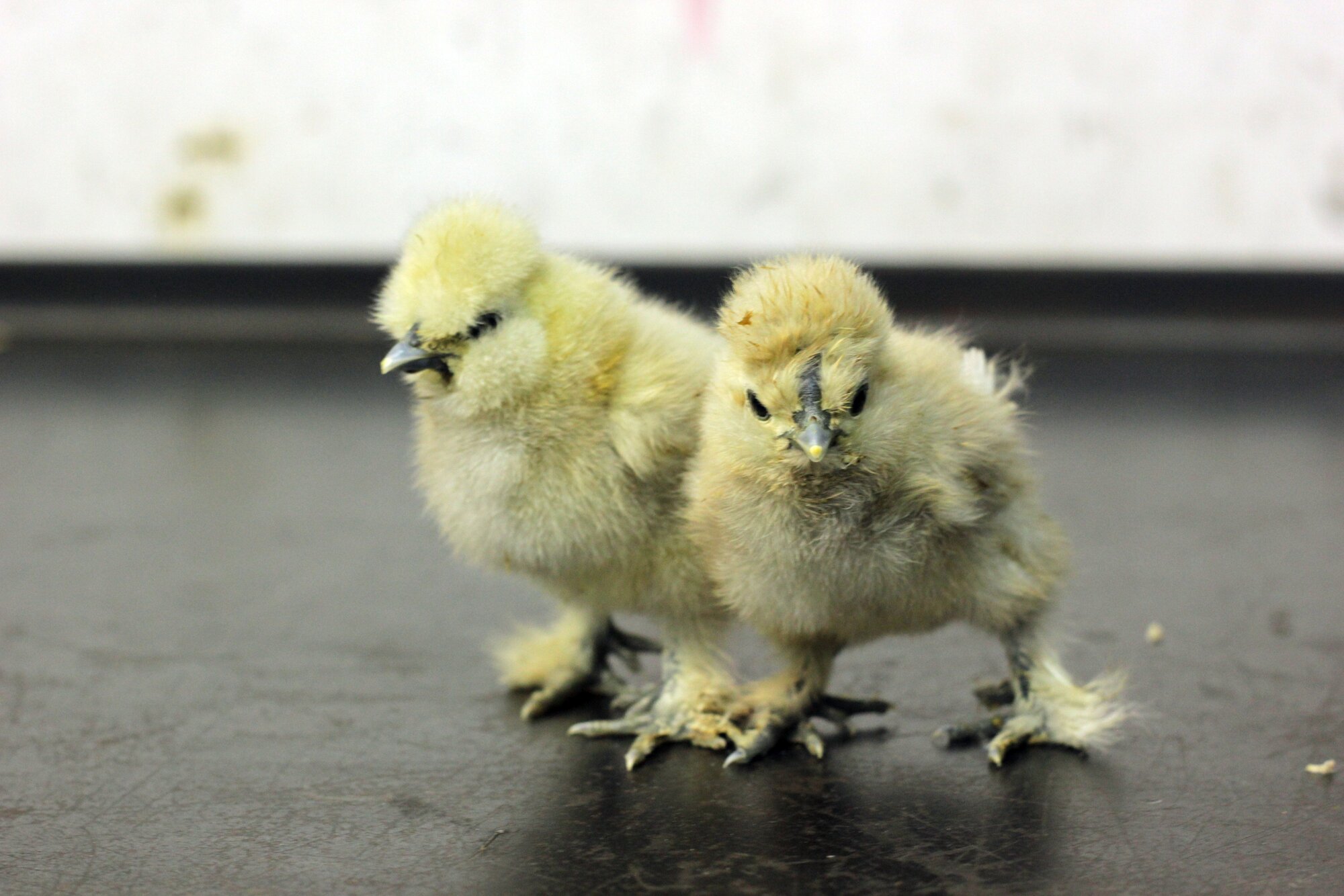Newly hatched Silkie chicks