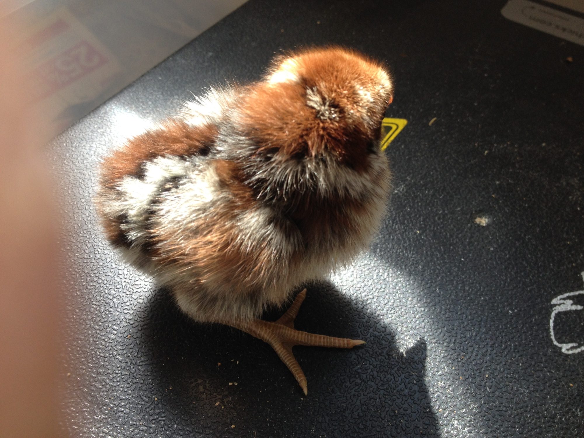Newly hatched