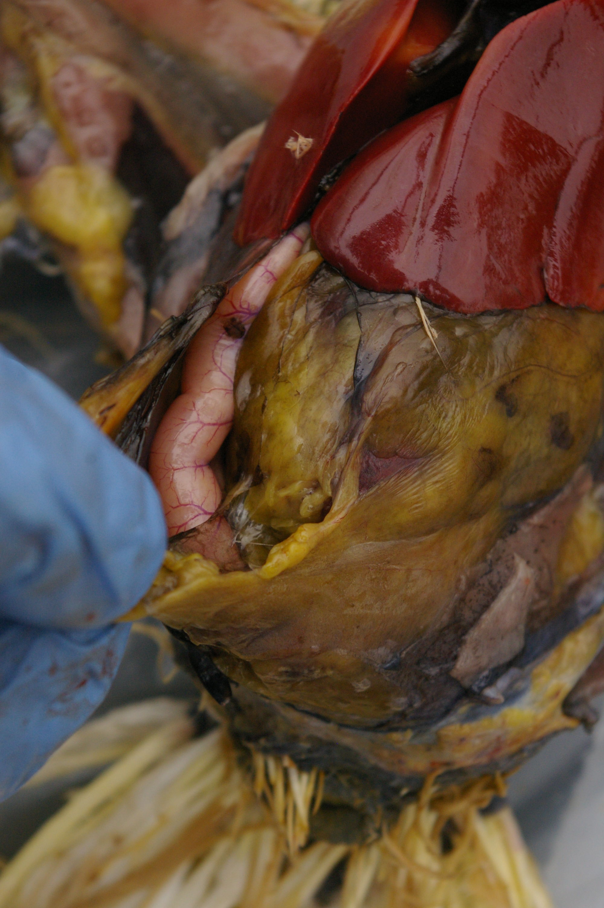 Next layer of body cavity opened. Bowel coming into view