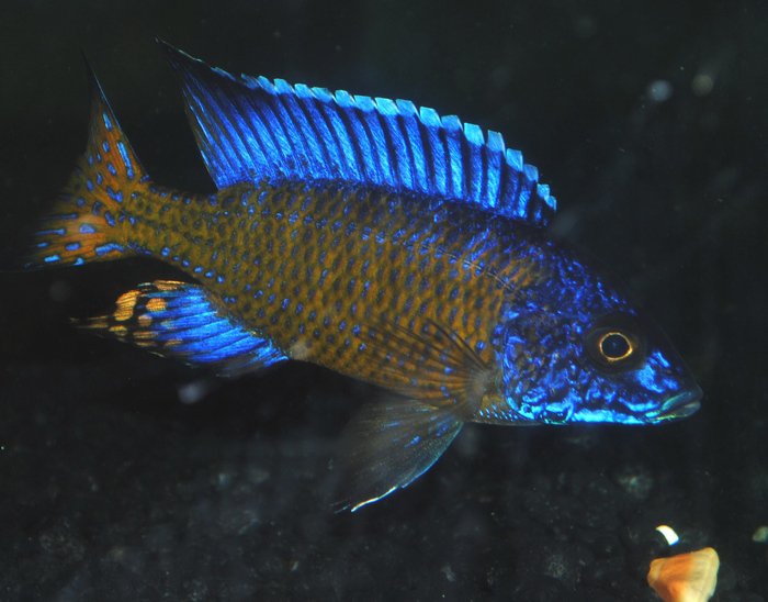 Ngara Flametail