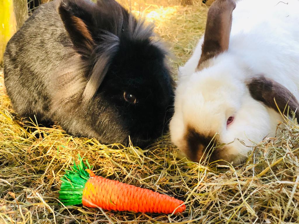 Nibbles and Olivia rabbits