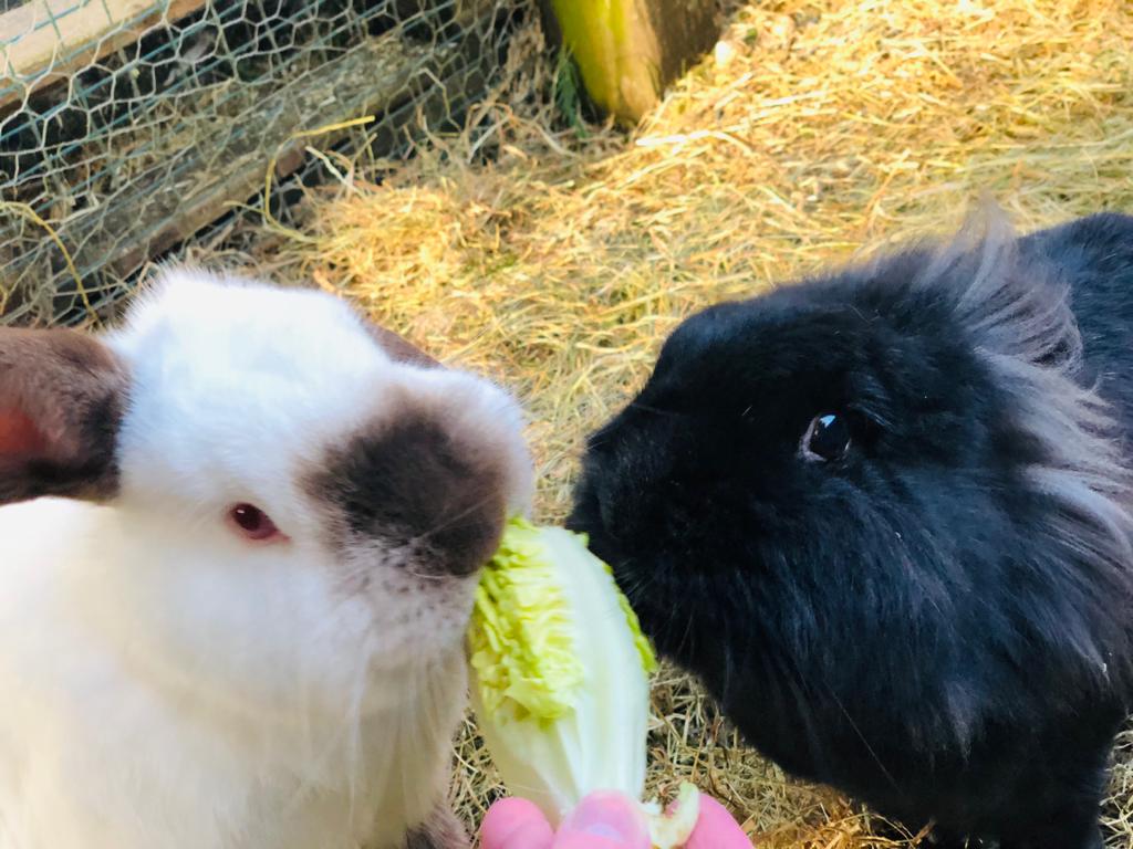 Nibbles and Olivia Rabbits