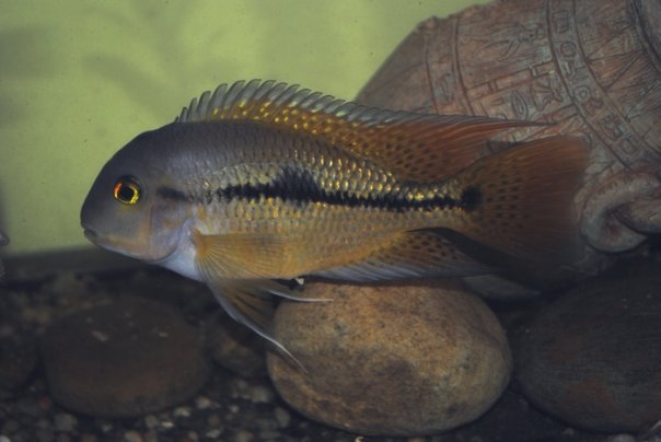 Nicaraguan Cichlid