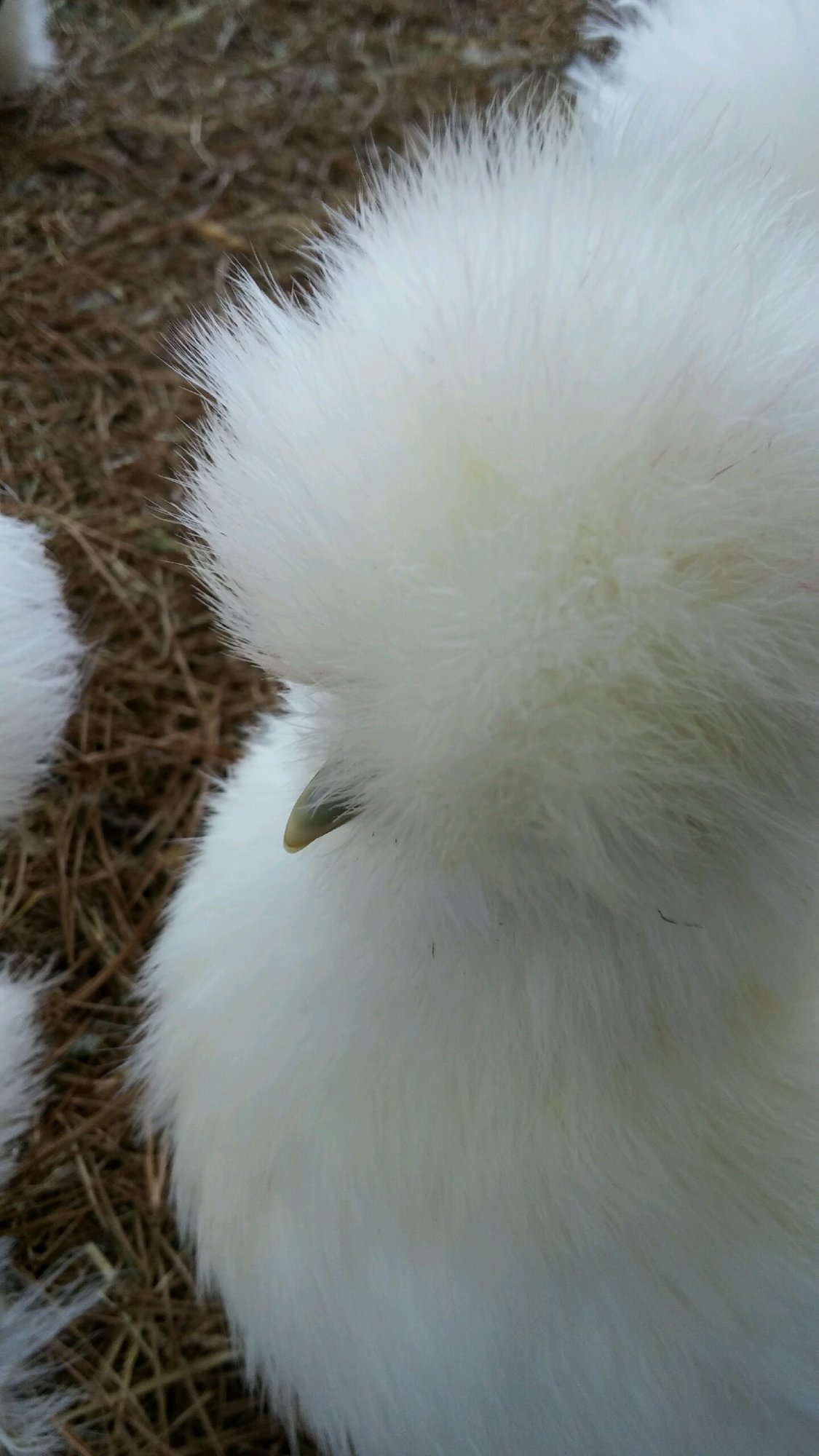 Nice And Fluffy