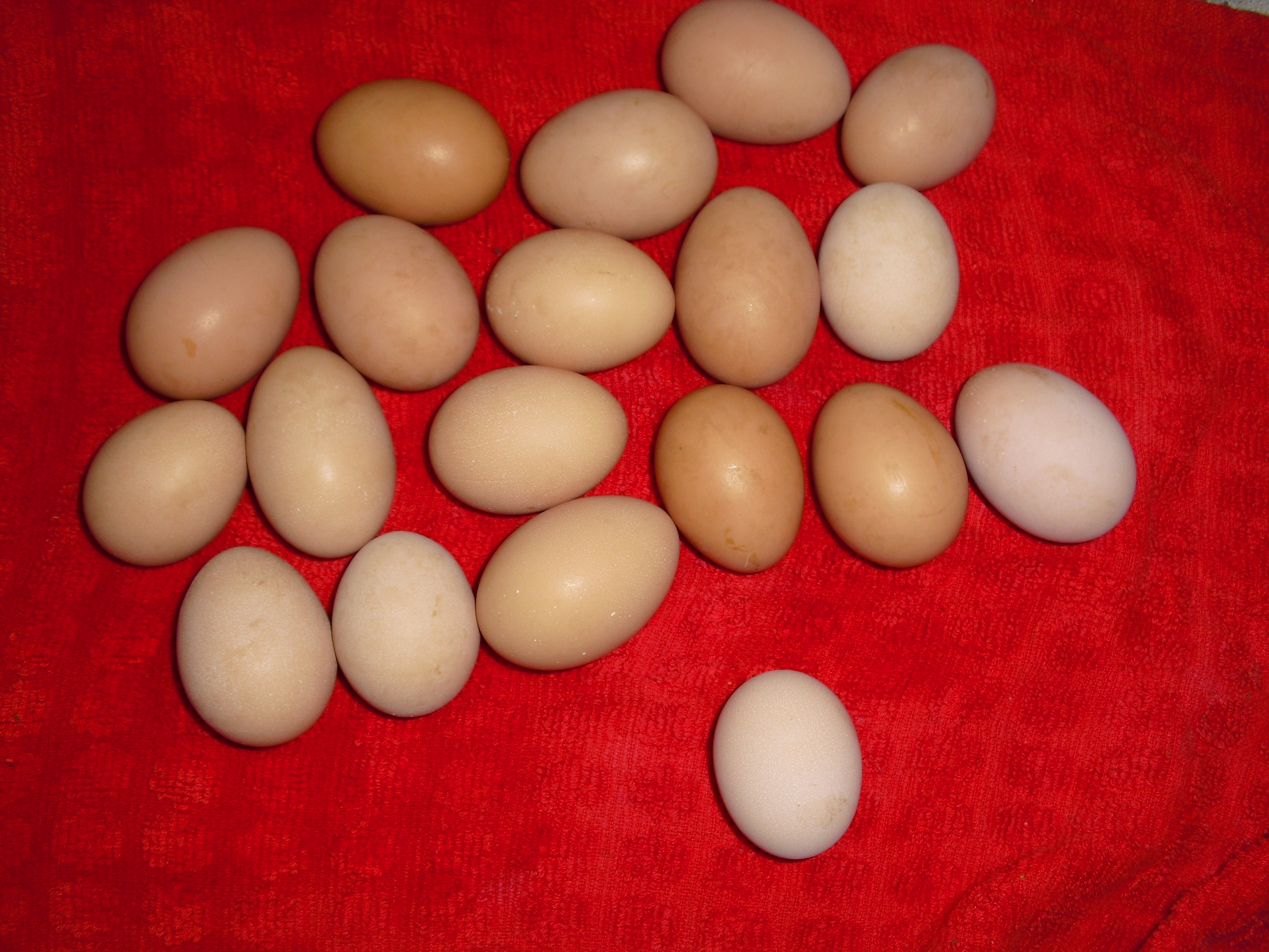 Nice!! Big egg day!!!