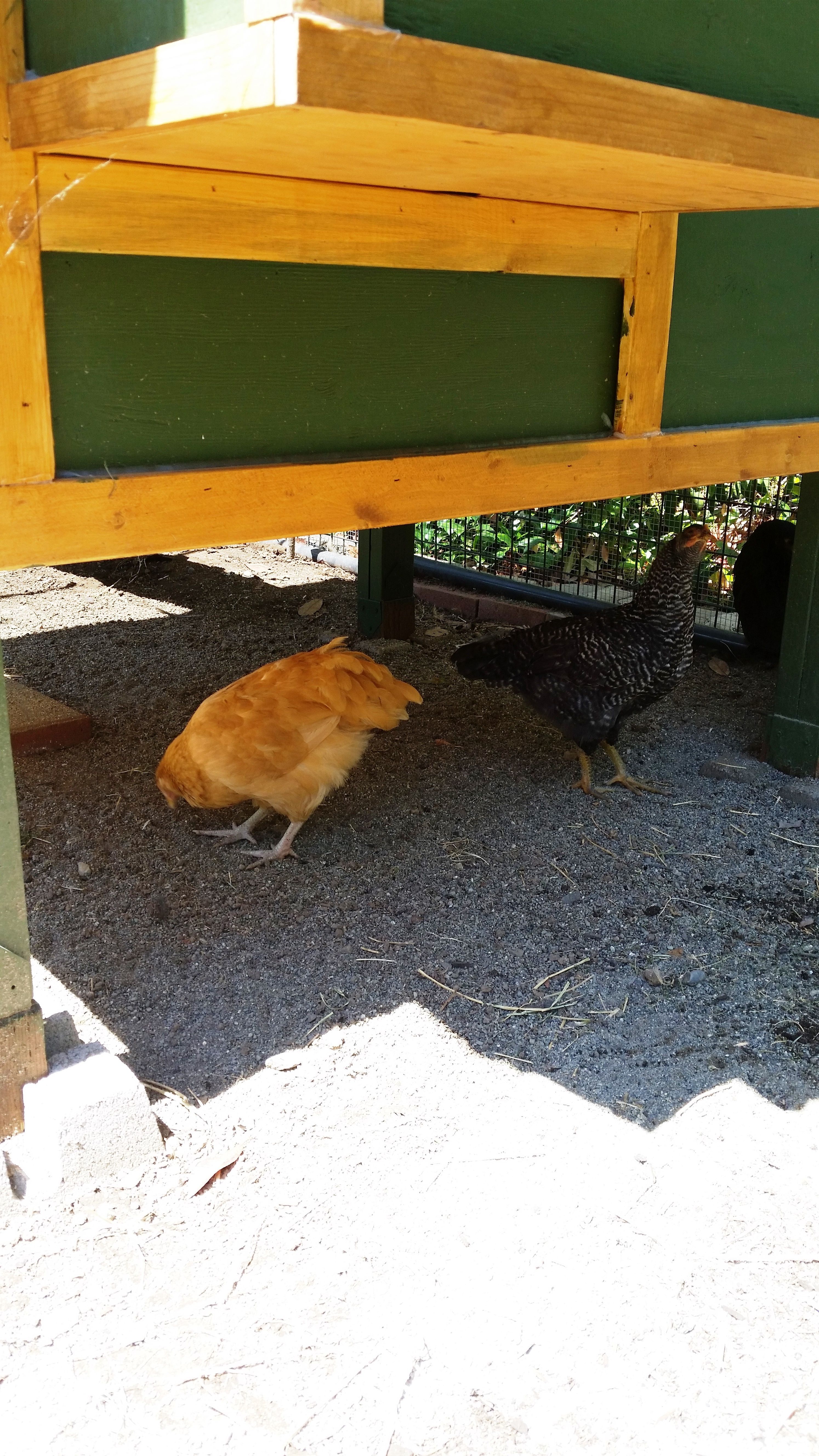 Nice cool shade with sand under the coop