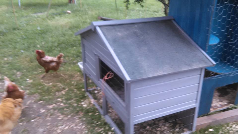 nice for my little girls I added to the flock.