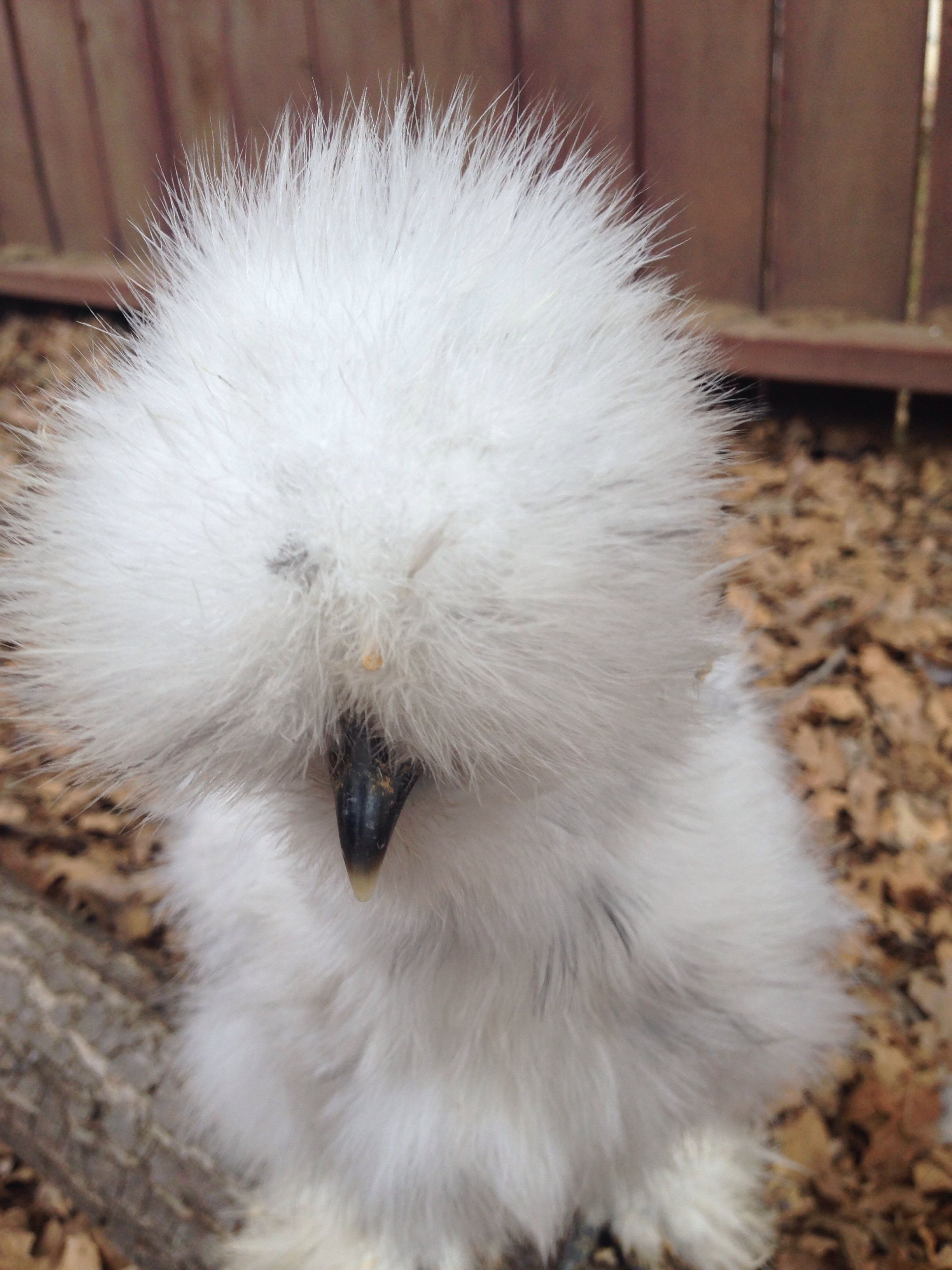 Nice growing poof