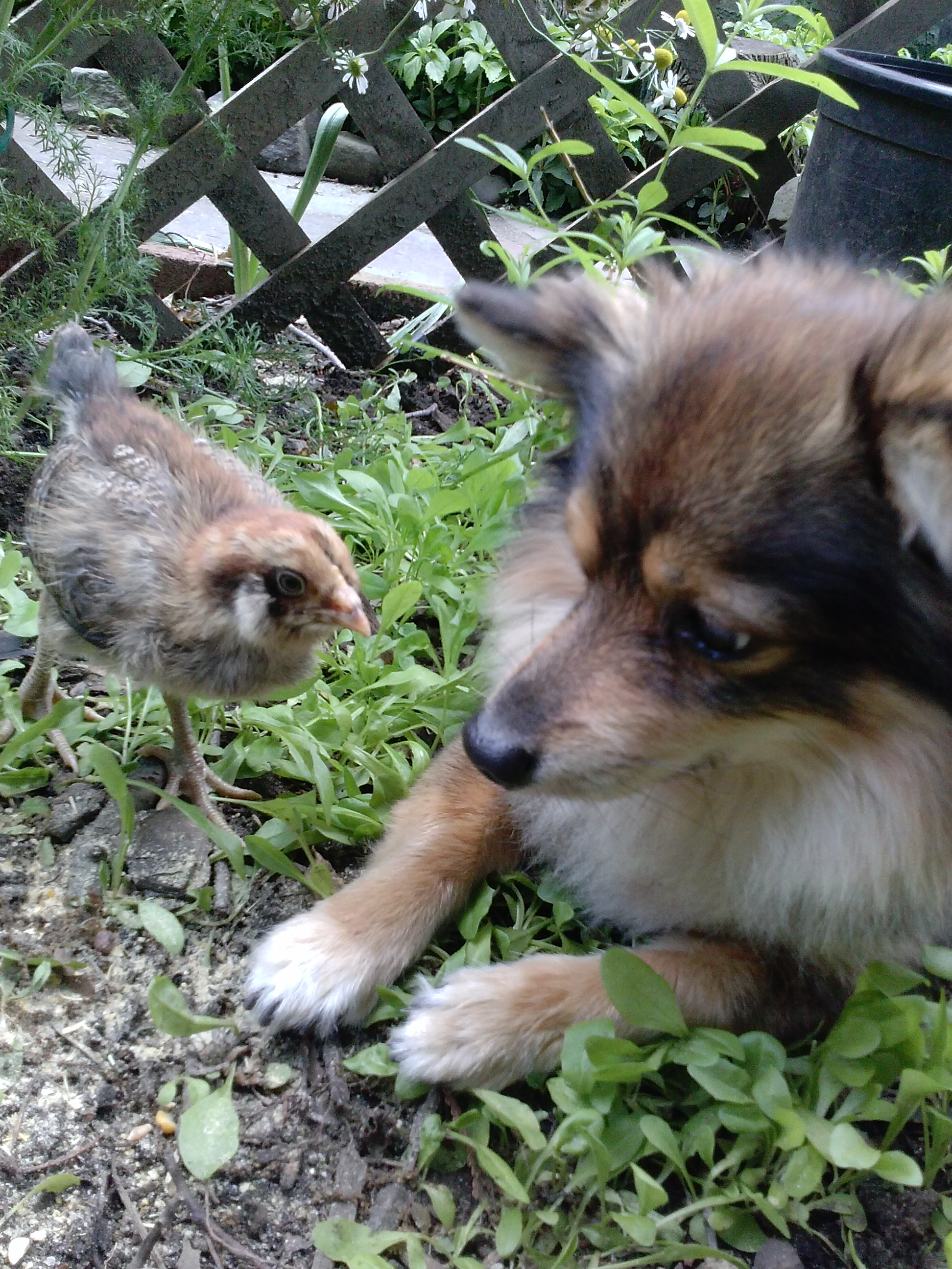 Nice little chicky....