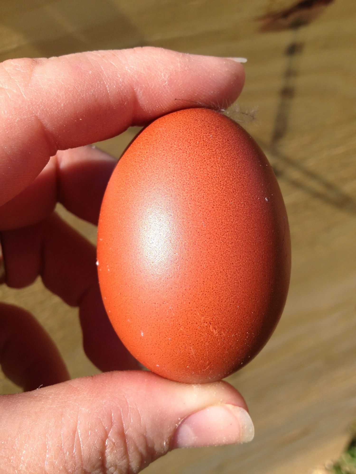 Nice unblemished side of Sophia's first egg