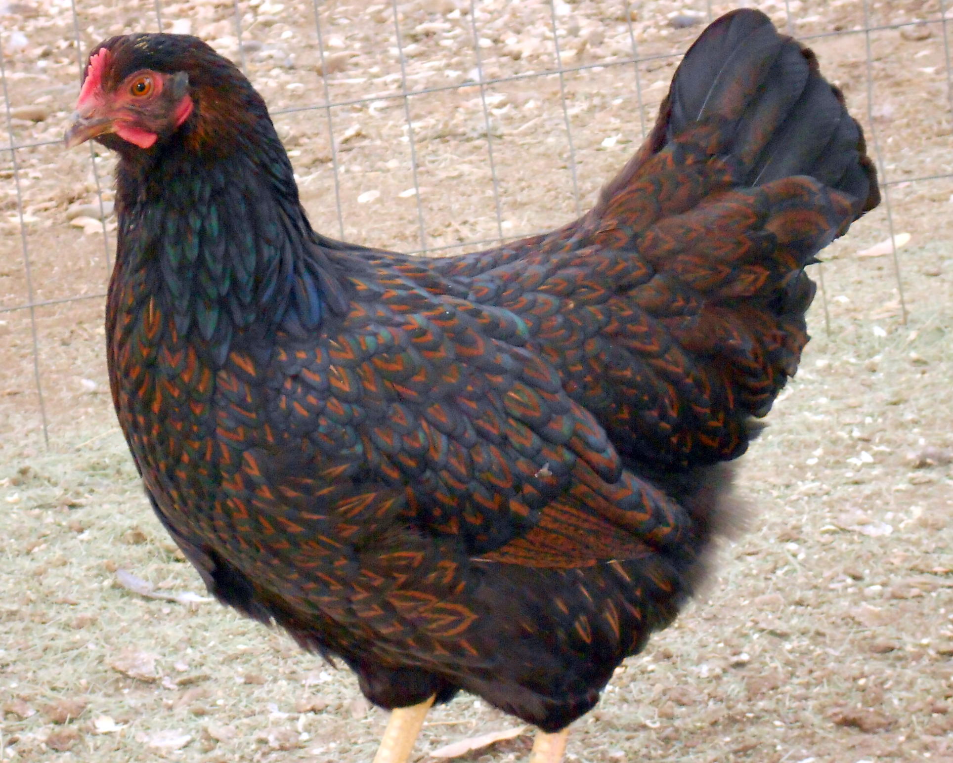 nice young 2013 pullet