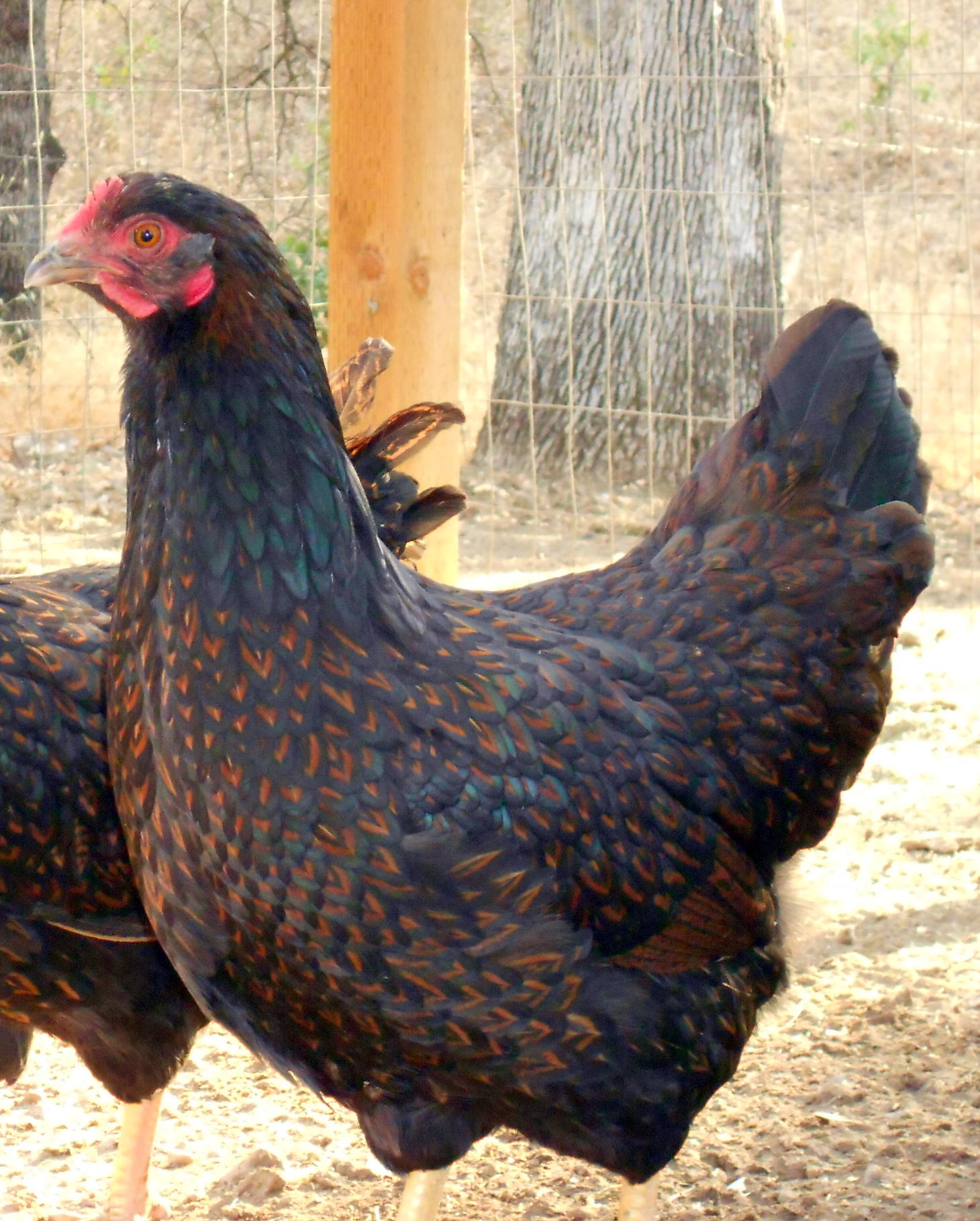 nice young 2013 pullet