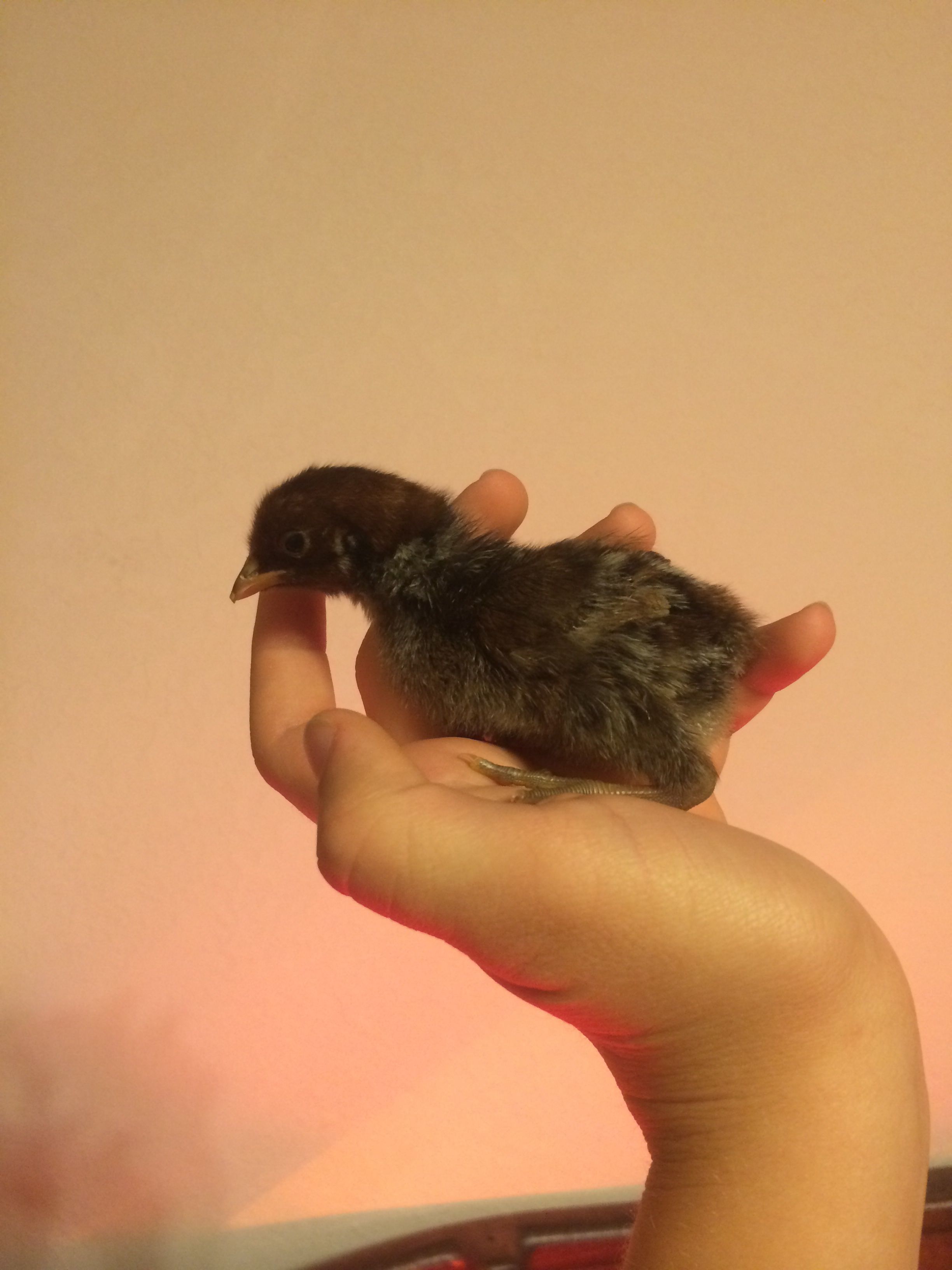 nicknamed "Sparrow".. smallest of the chicks