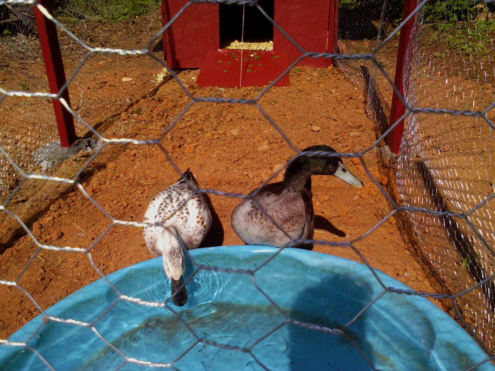 Nicky & Sweetie Duck