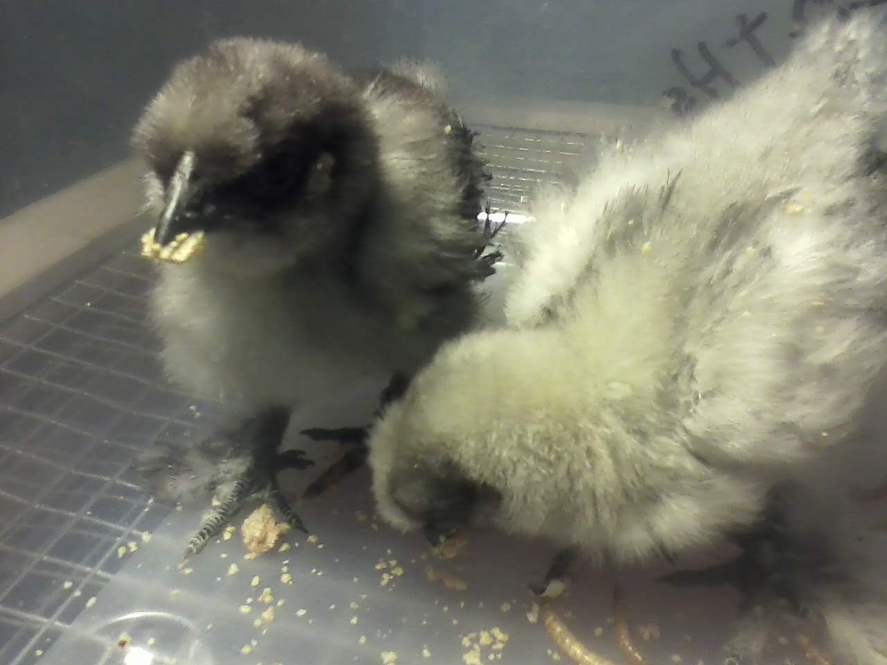 Nicodemous and Jezabel (Blue Silkies) getting some alone time with the hand feeding.