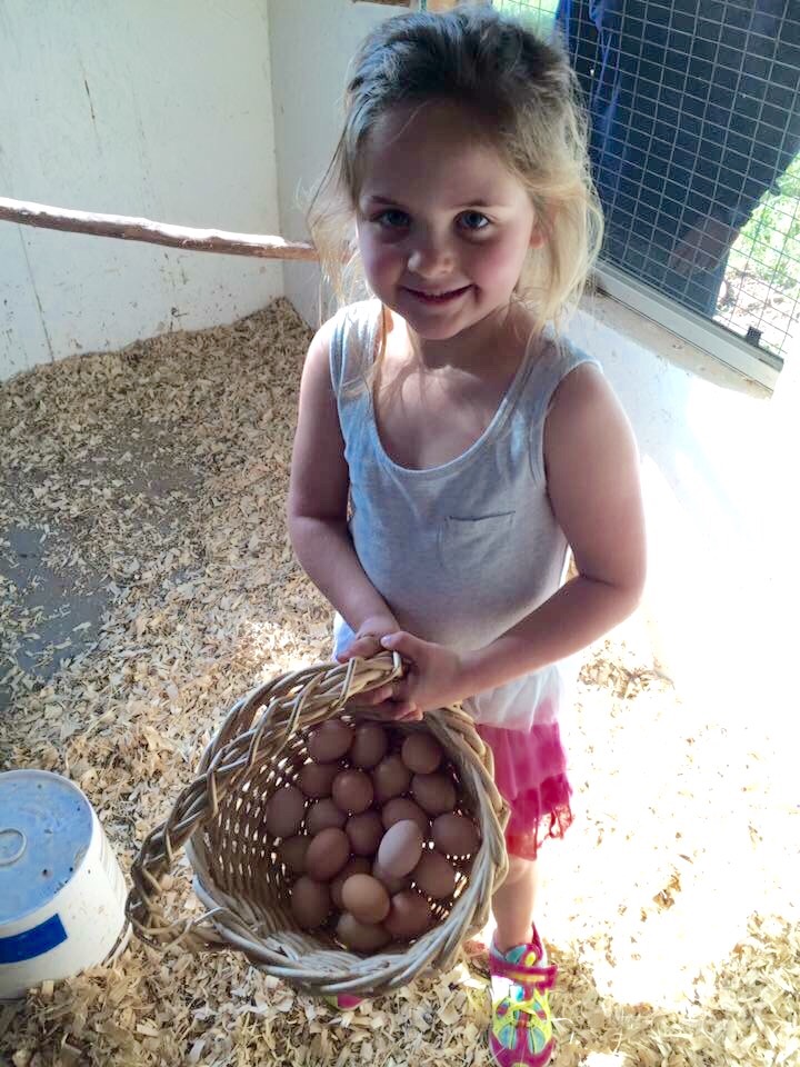Niece gathering eggs for us.