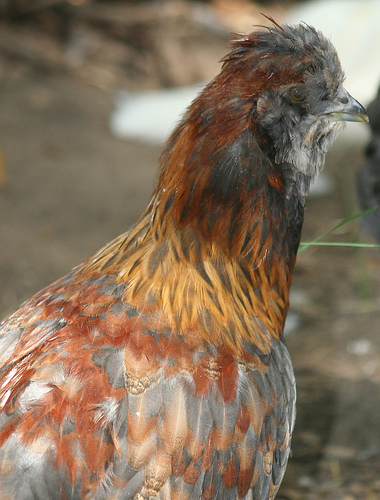 niftychicken's headshot