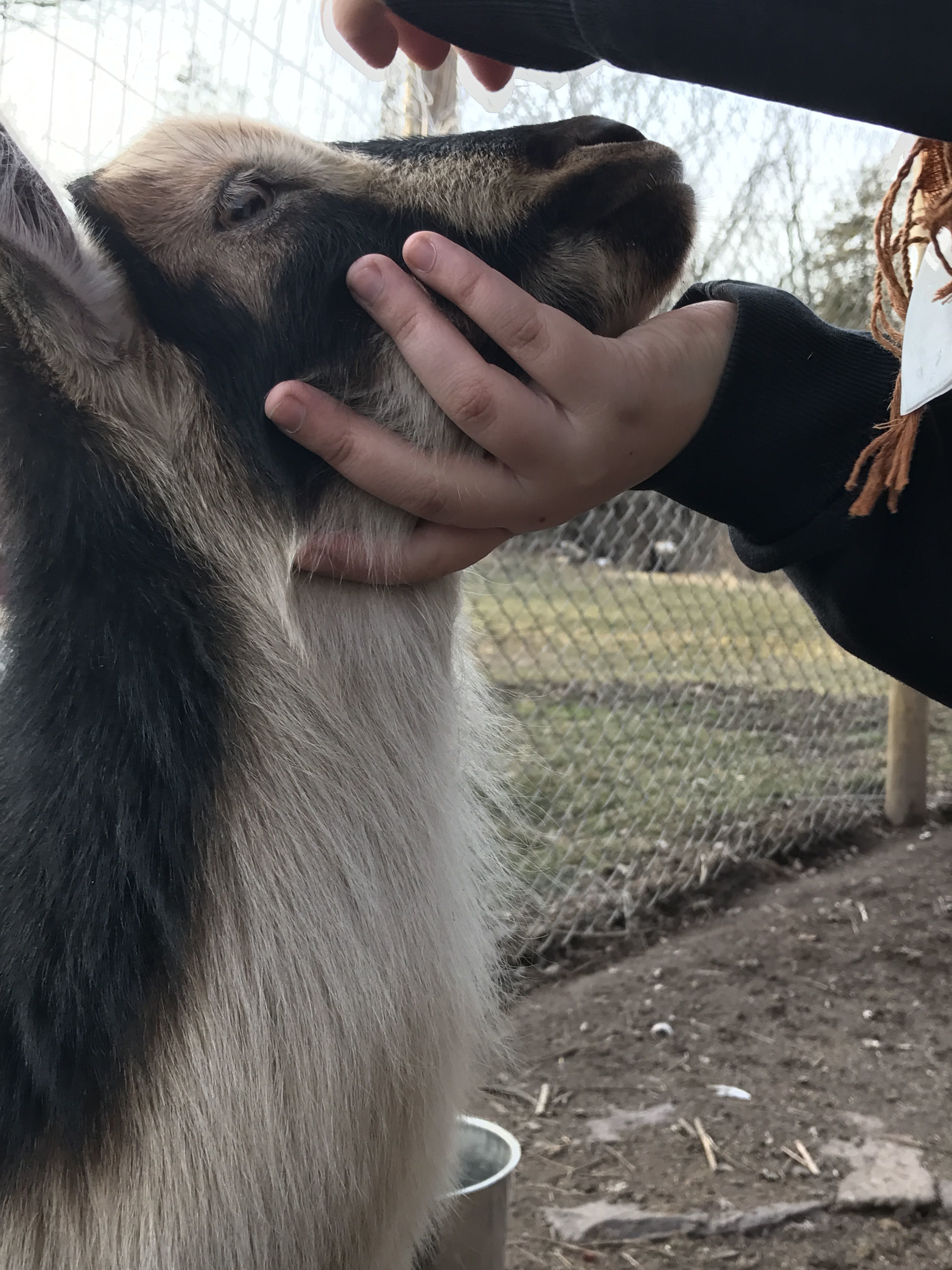 Nigerian dwarf goat