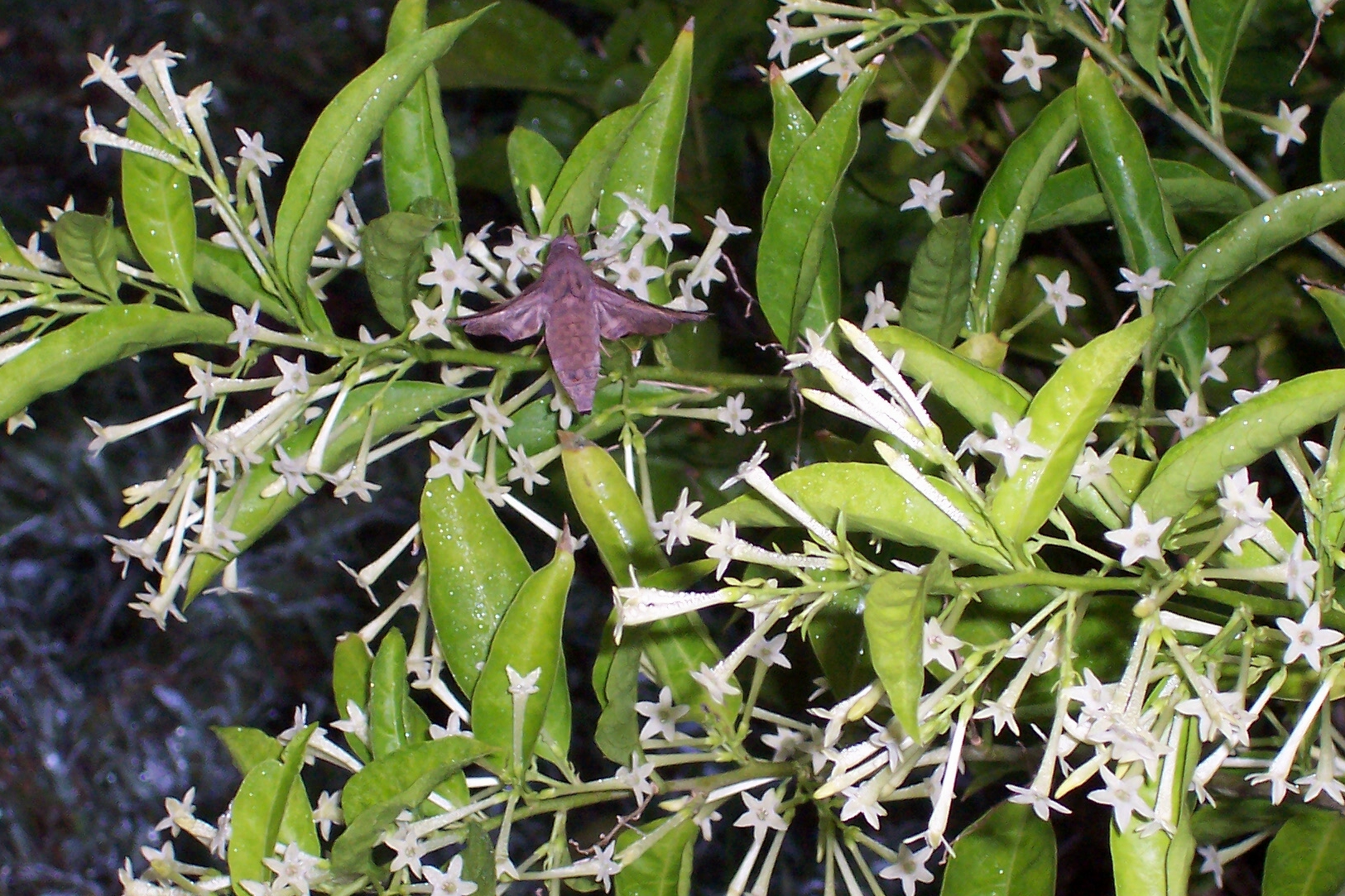 Night Blooming Jasmine (Cestrum nocturnum) with Hummingbird Moth pollinating it.