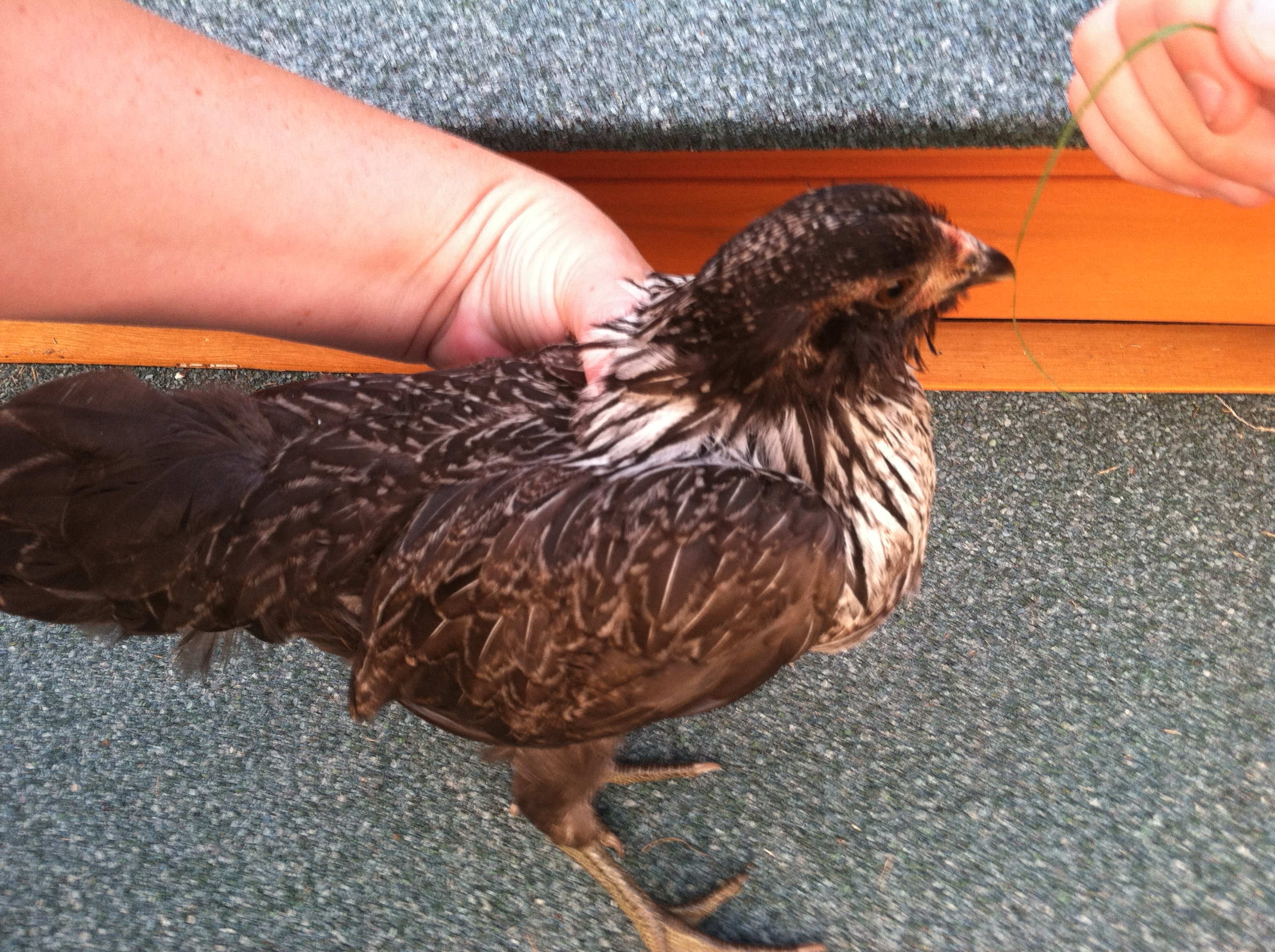 Night Rider- Hen