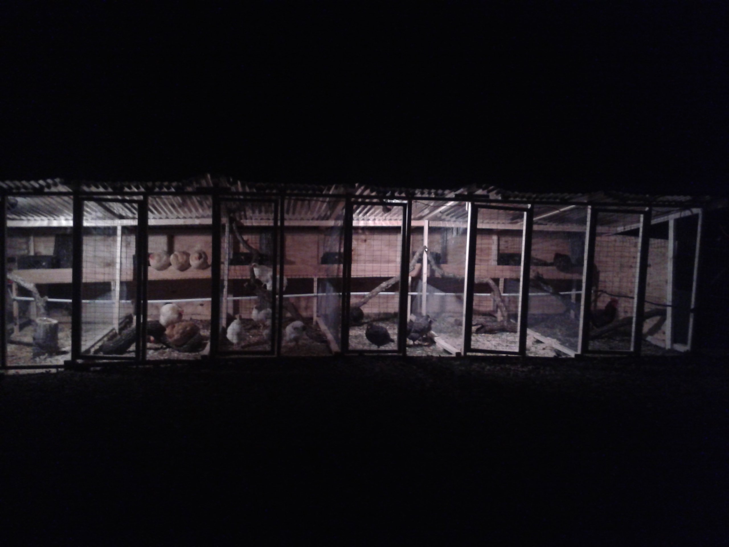 night time view of my breeder pen. it was so long I couldn't get the whole pen in the picture enough to still be able to see the inside.
