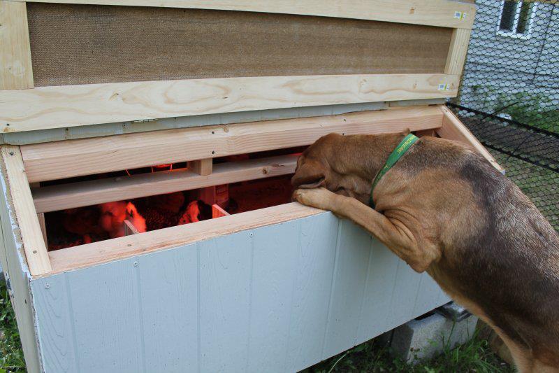Nightly check on her peeps
