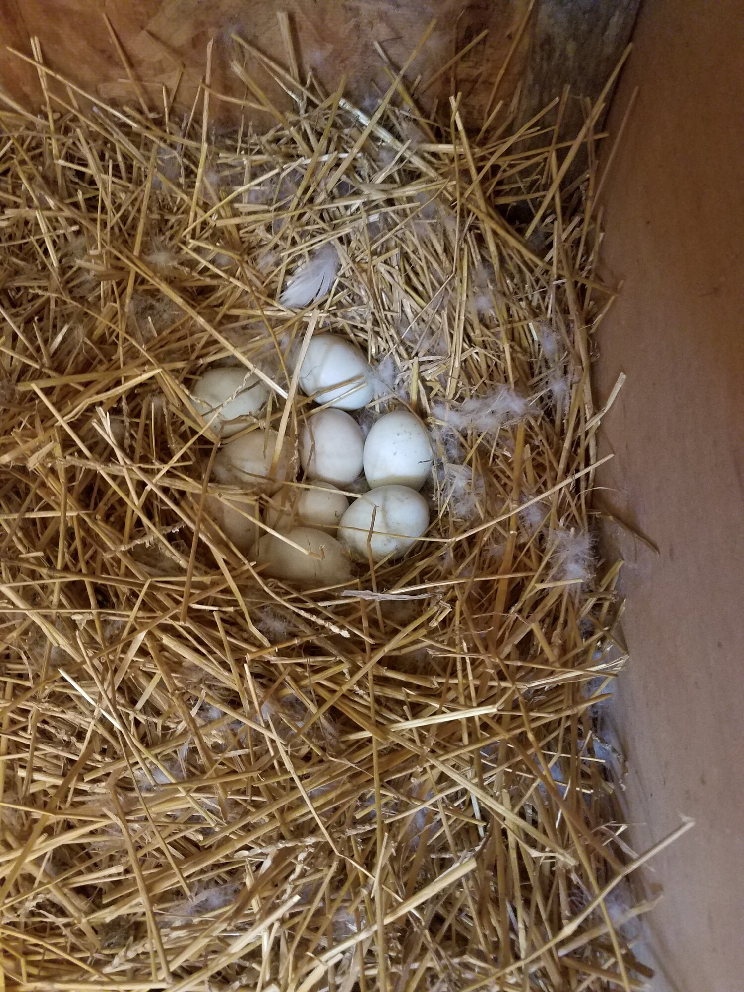 Nine eggs in the nest