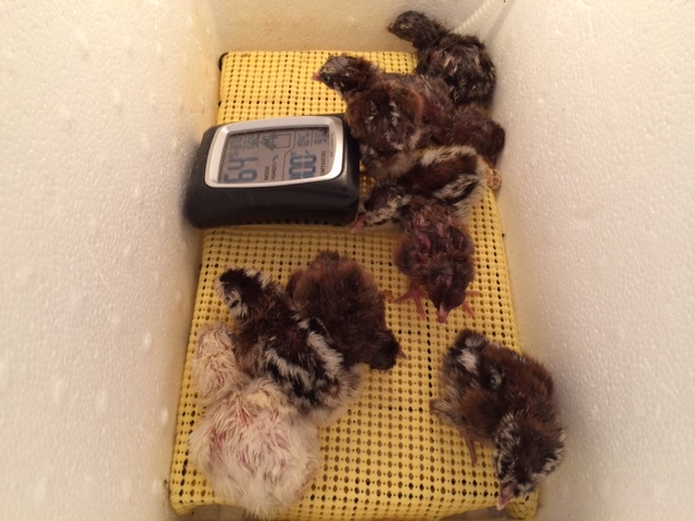 nine little peepers who just hatched. 02/12/15-02/13/15
